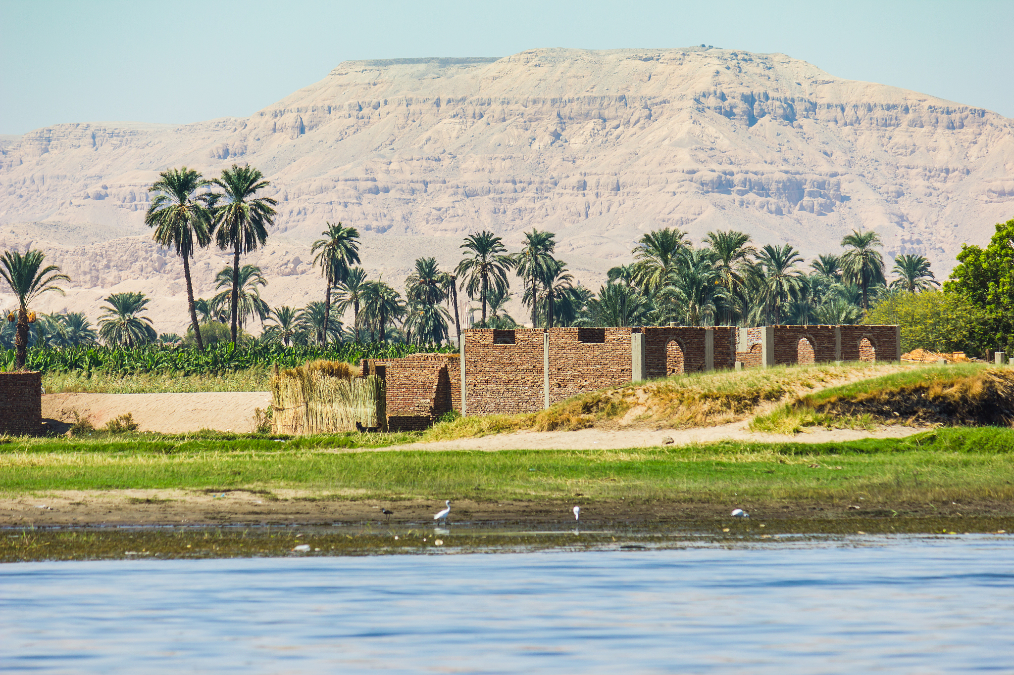 palms and dwelling houses on the banks of the nile