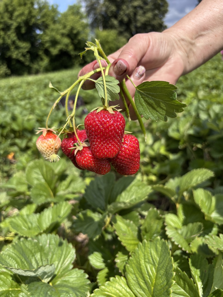 红颜草莓生长季节：种植时间及采摘时间