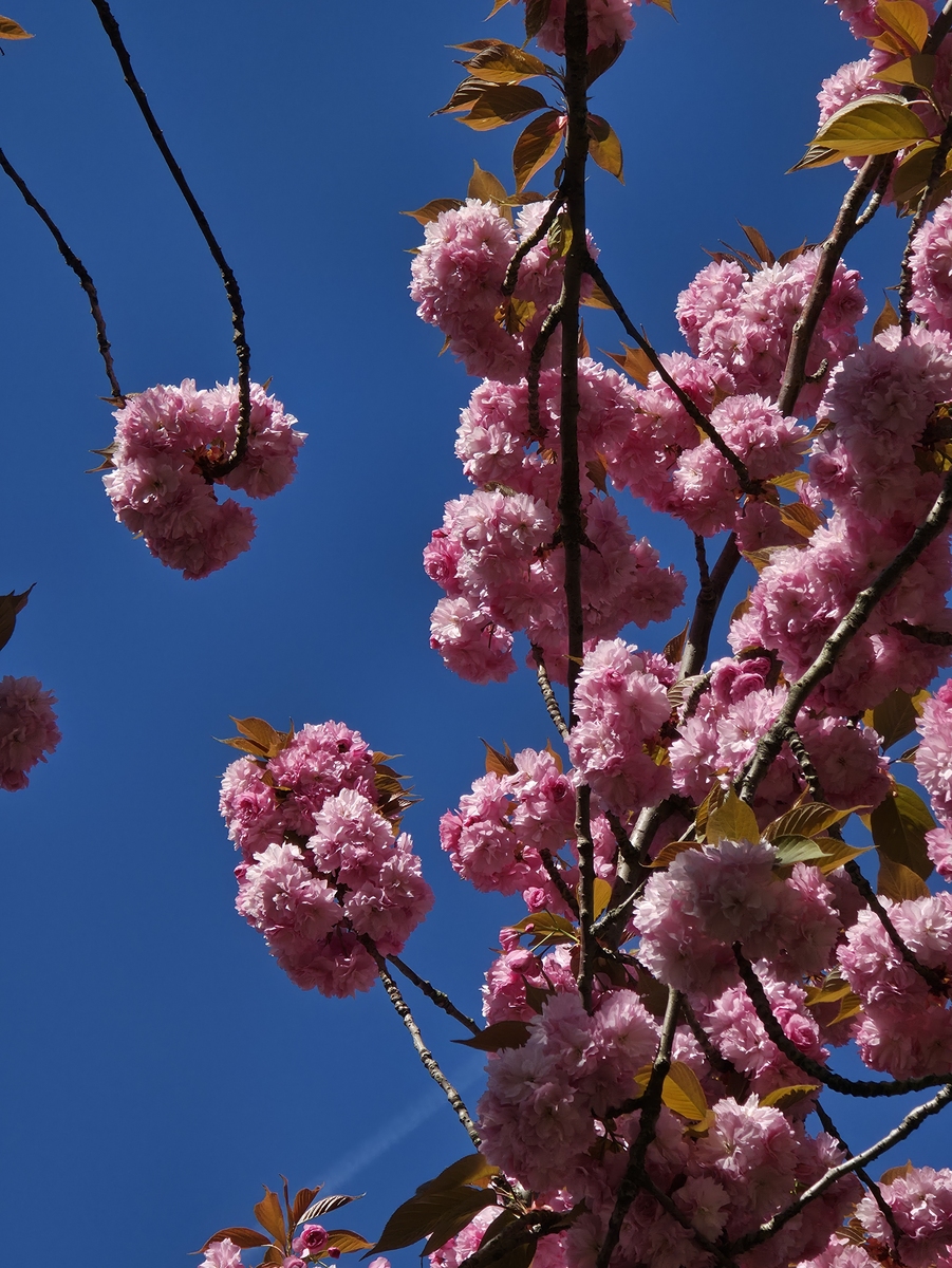 一花独开不是春万花齐开才是春请以此写一篇不低于800字作文要求立意新颖
