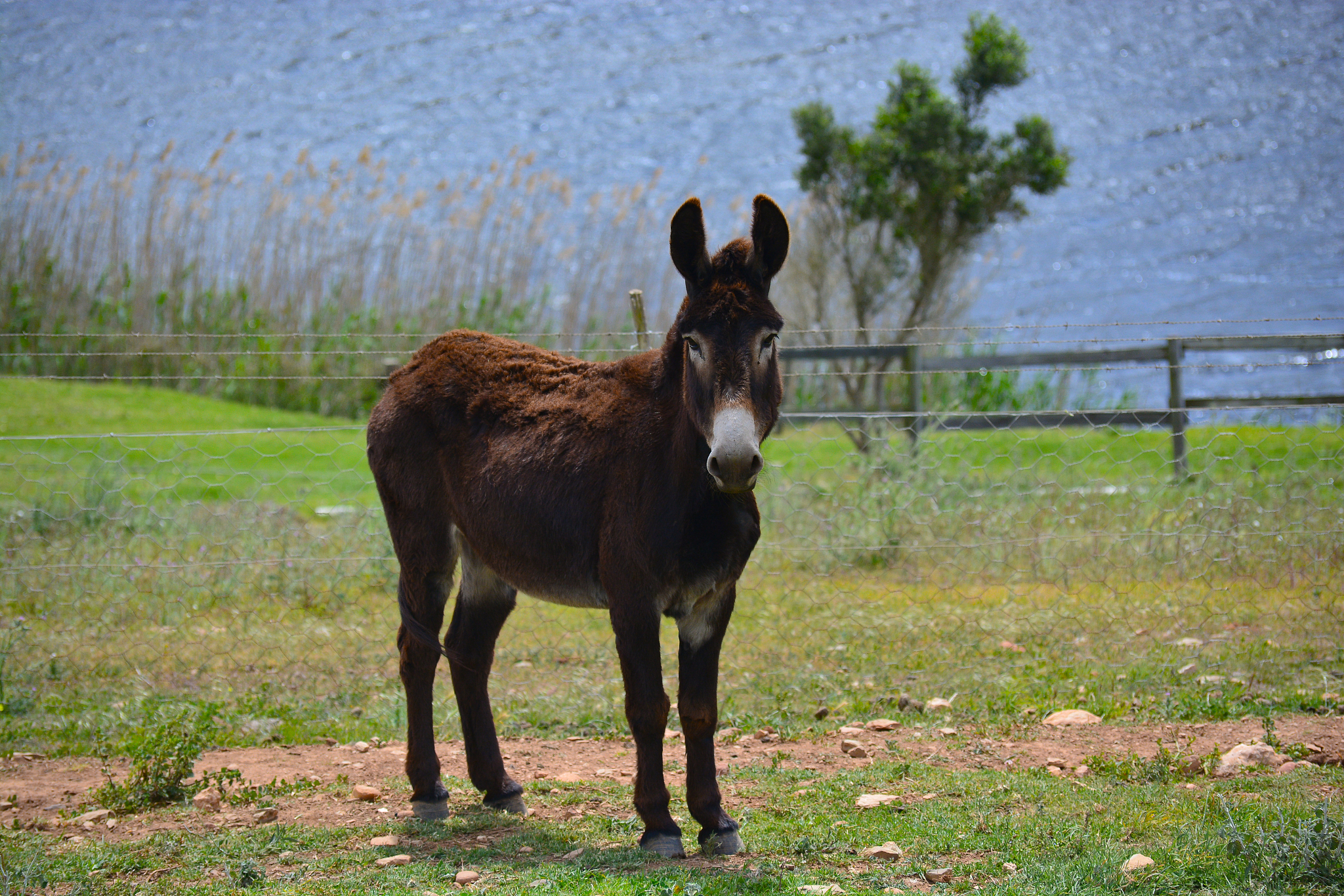 donkey 6