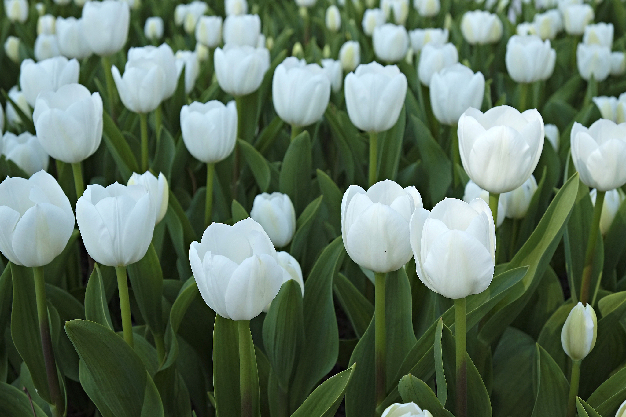 colorful tulips in sun light growing in the city park.
