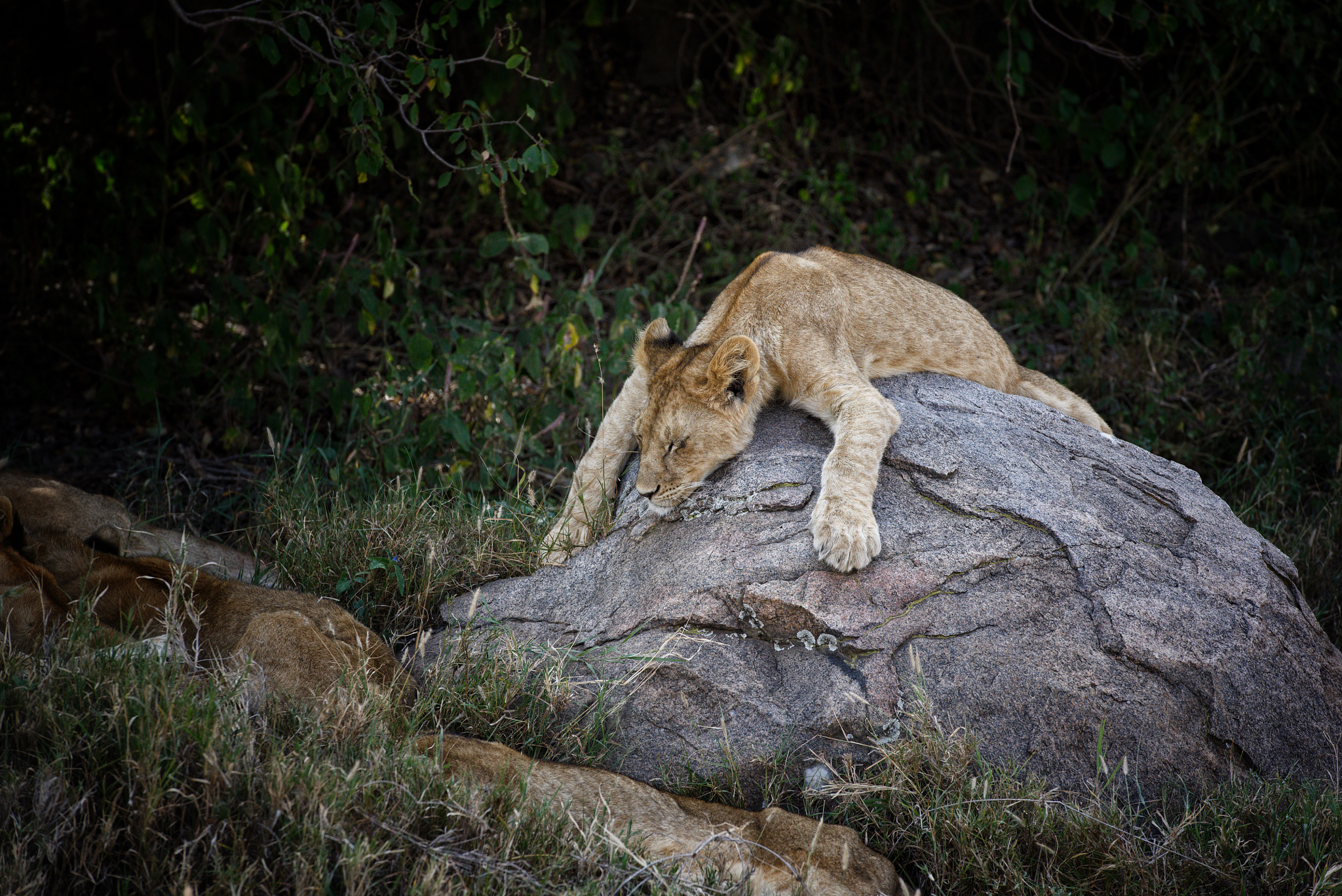 herd of lionesses with their cubs resting after a hard night of 