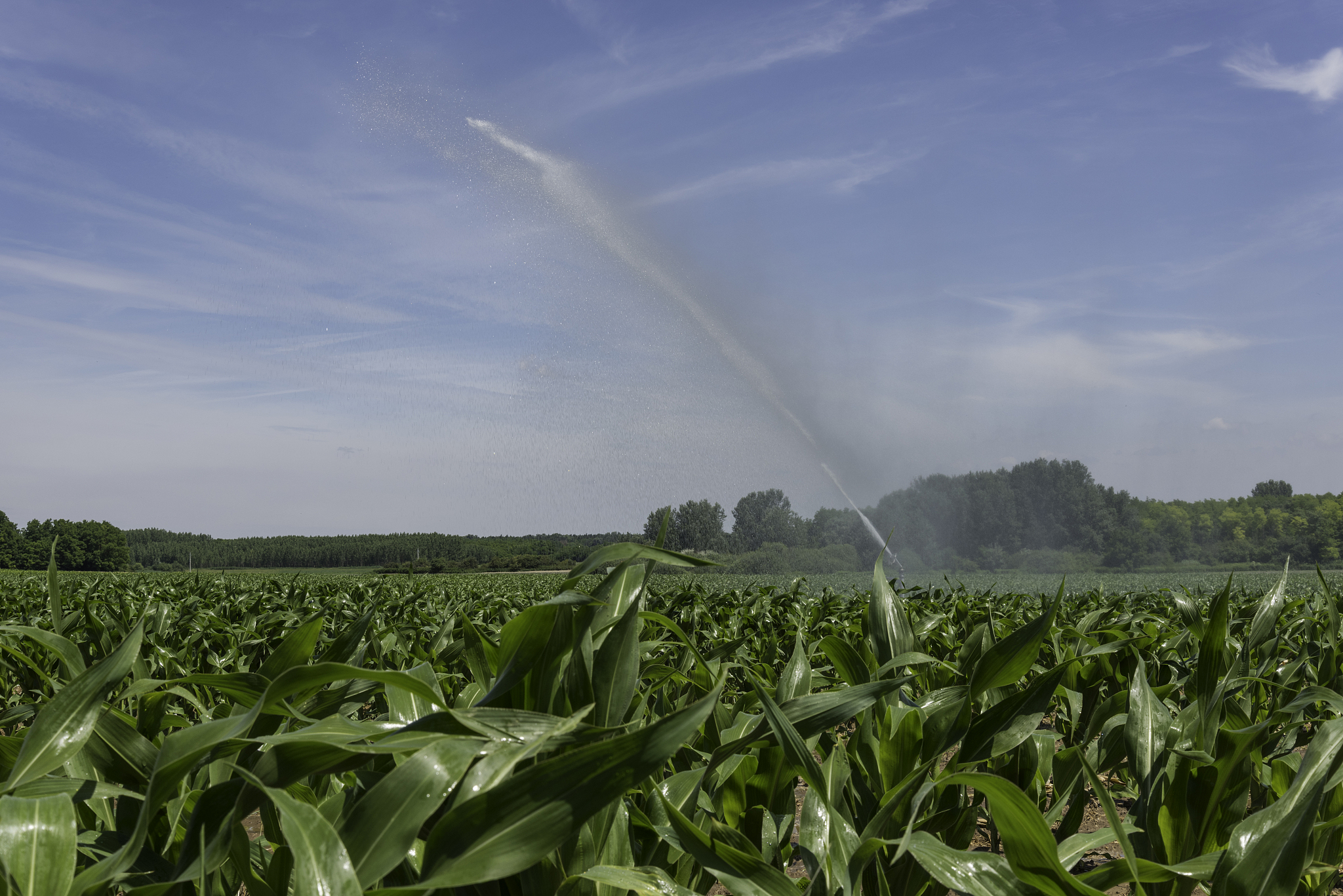 Optimizing Irrigation for Improved Grain Yield Under Heat Stress