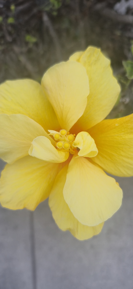 淡黄色圆形花朵盛放，唯美意境摄影图片