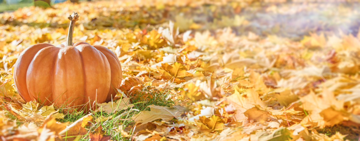 立秋了都挺好的 写一篇1000字左右的散文