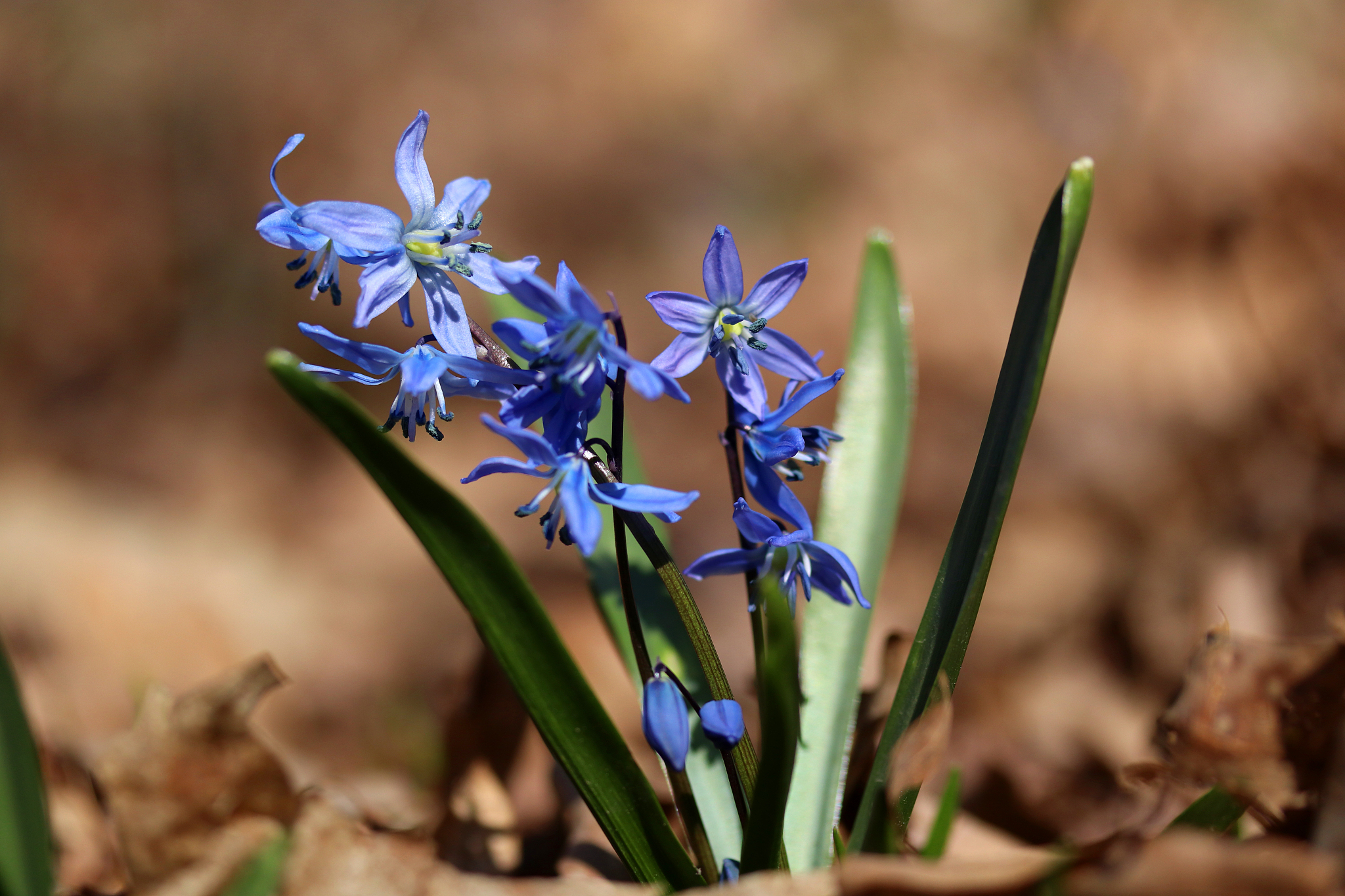 beautiful spring flowers nature background.
