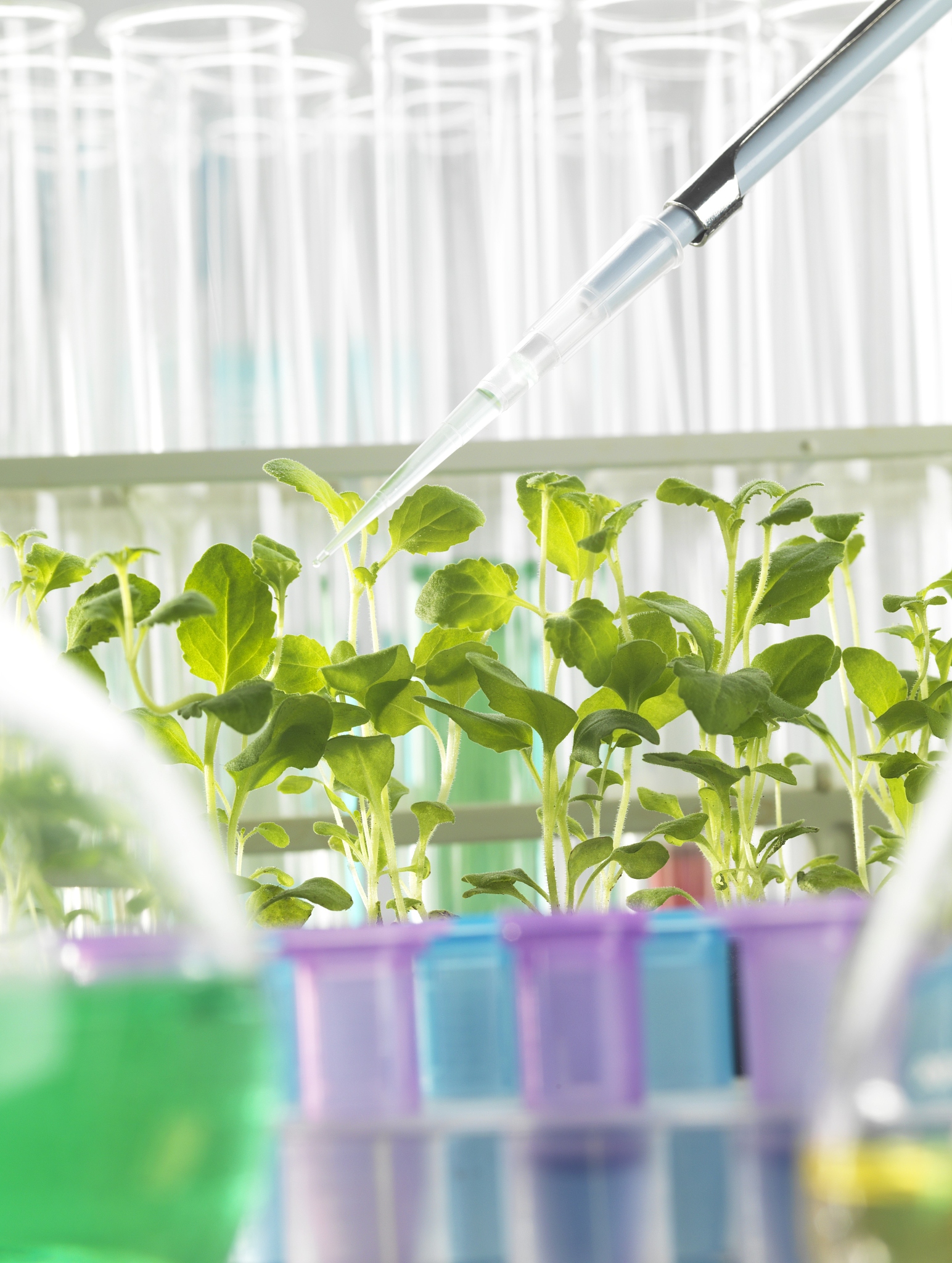 植物愈伤组织的诱导实验中小组合作感想