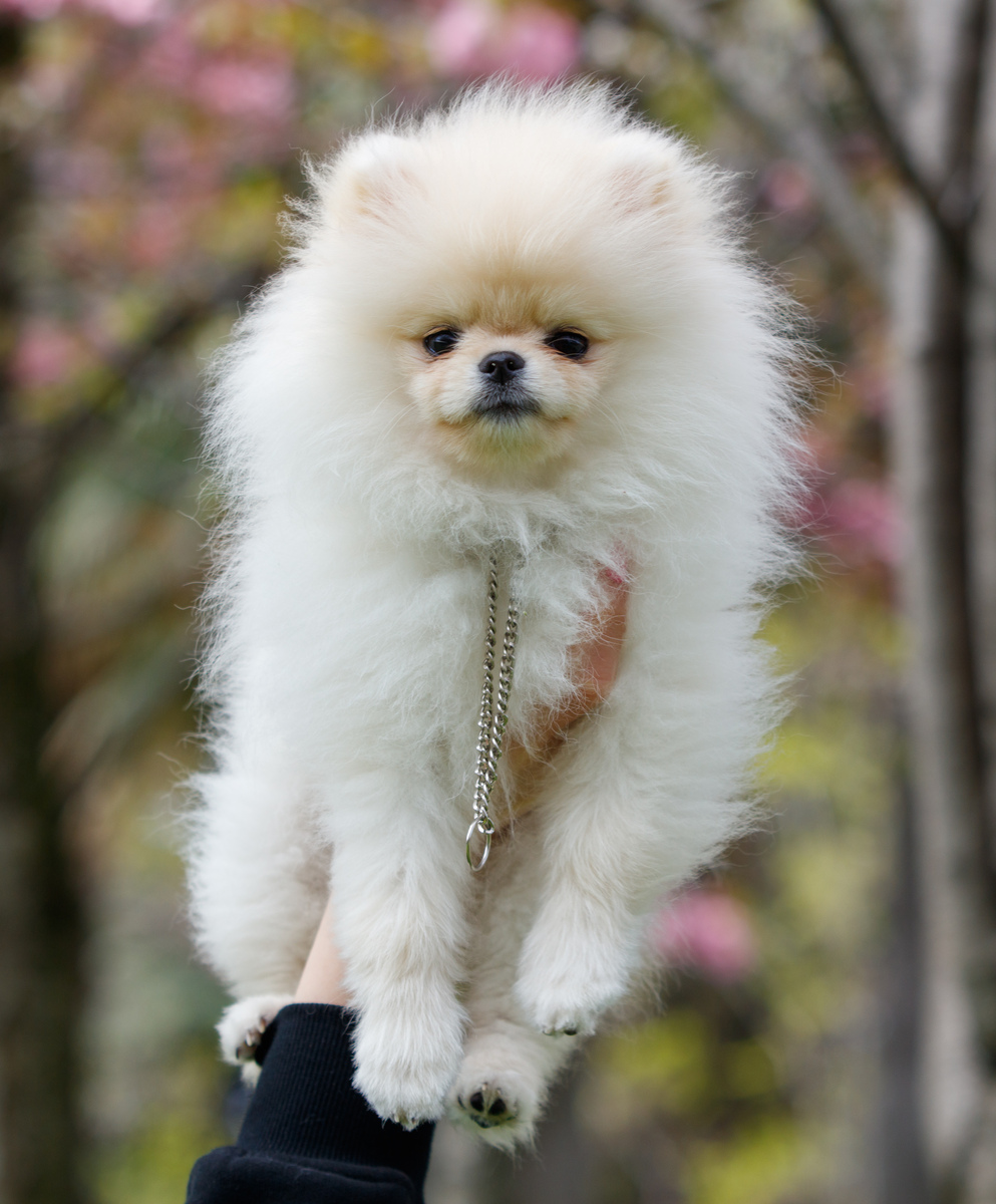 博美能活多少书