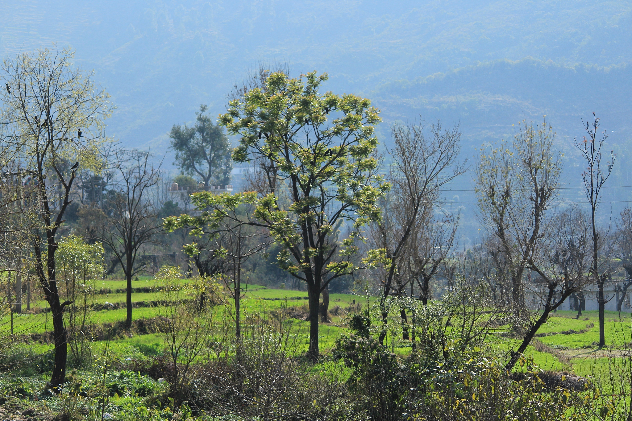 站场绿化的计算内容有哪些