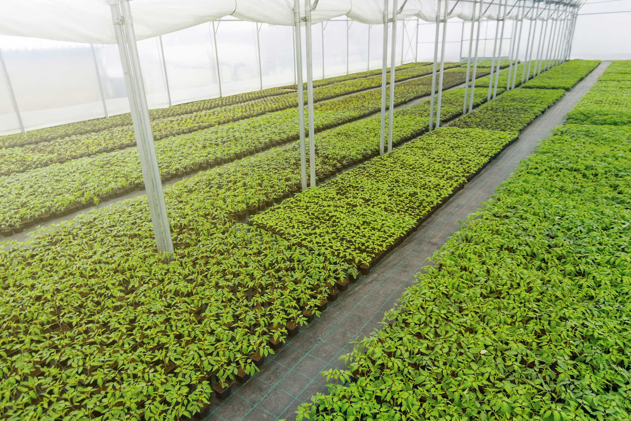 甘肃中草药种植专业哪个学校好？| 优势院校推荐