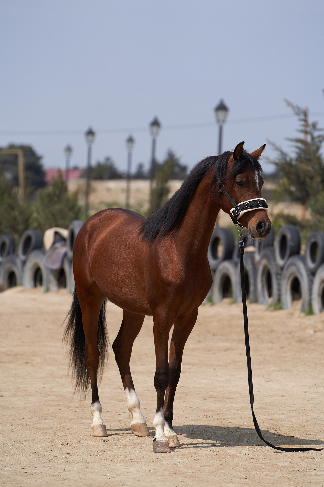 brown young mare horse, outdoors. hestnut horse