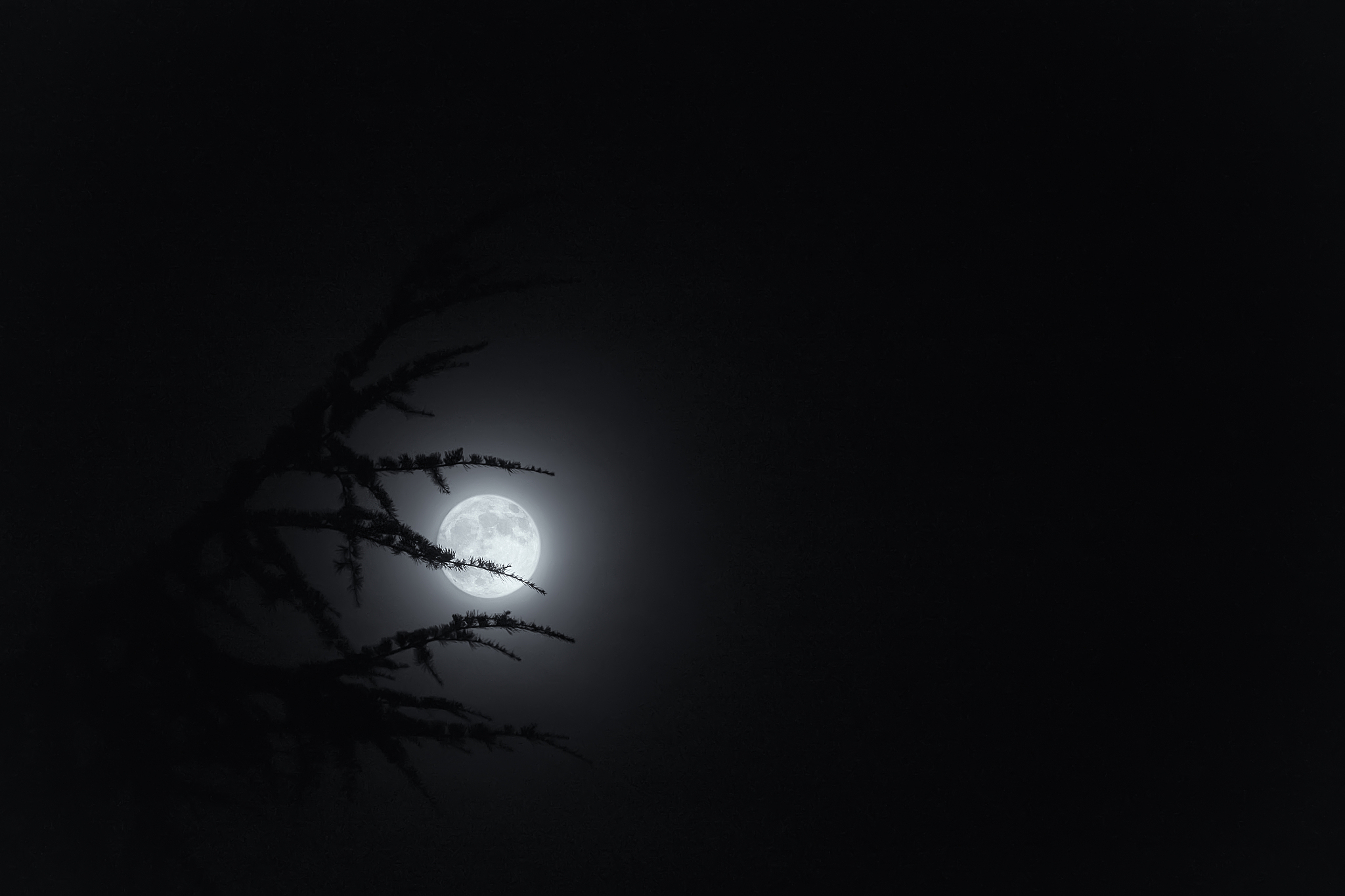 full moon behind the shadow of a fir tree in the dark of night