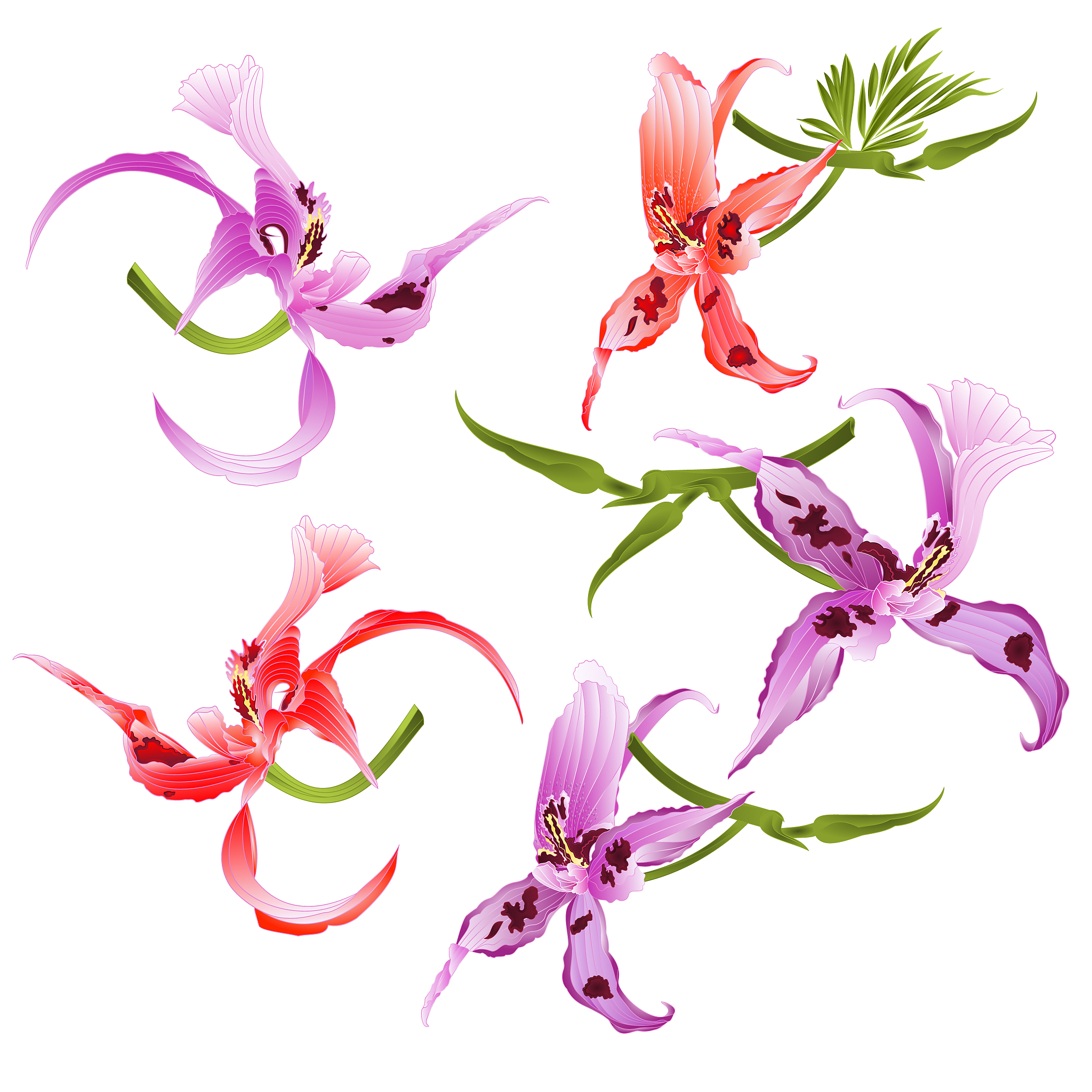 purple and red orchids dendrobium nobile spotted  purple  and wh