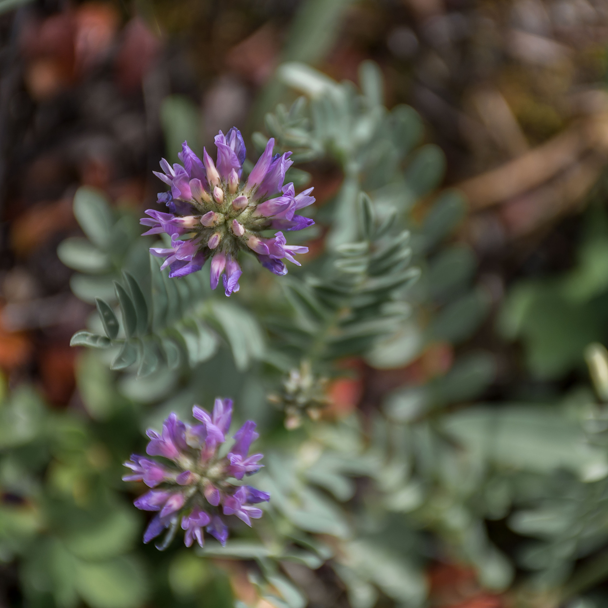 Sun Yat-sen Mausoleum & Nanjing's Plane Trees: A Lasting Impression & Tribute to a Great Leader