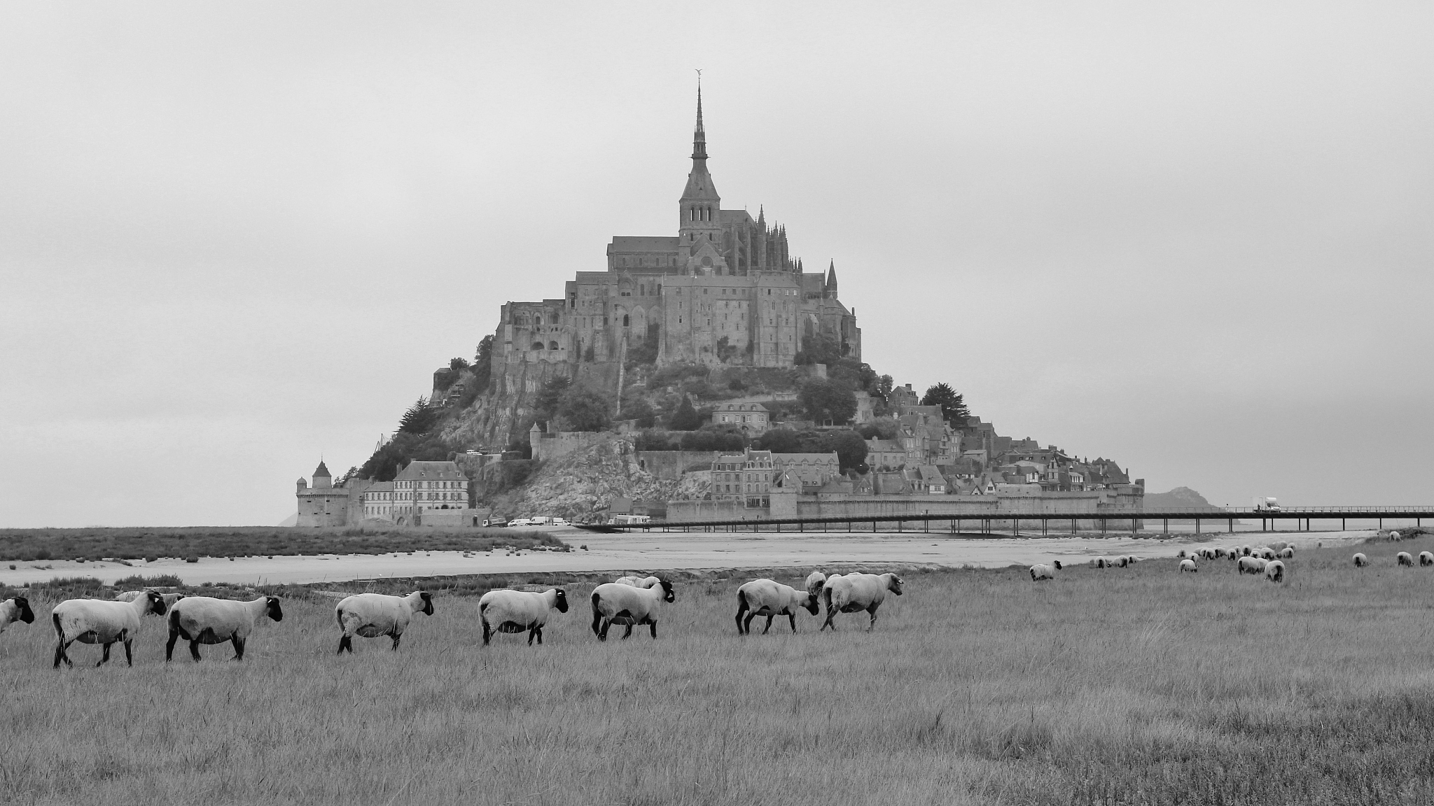 sheep herd in front of mont saint michel. famous place in the no