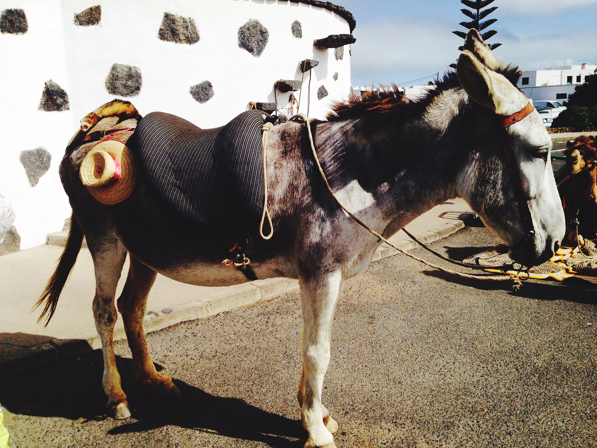 donkey standing outside house