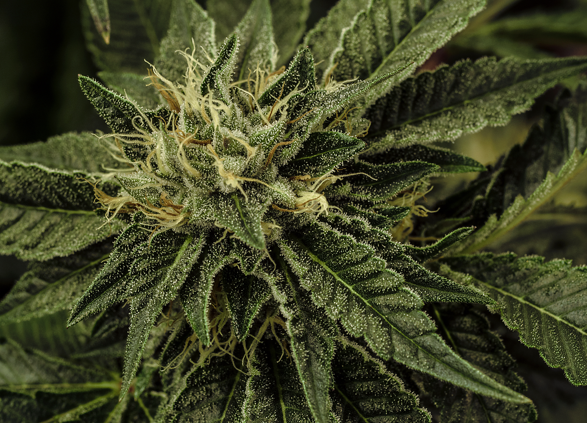 live cannabis macro bud shot