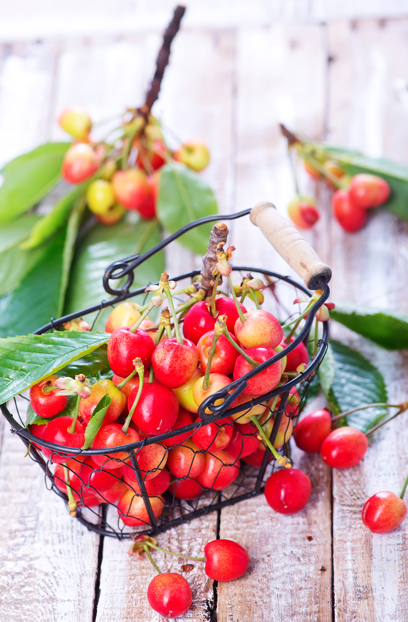 fresh cherry