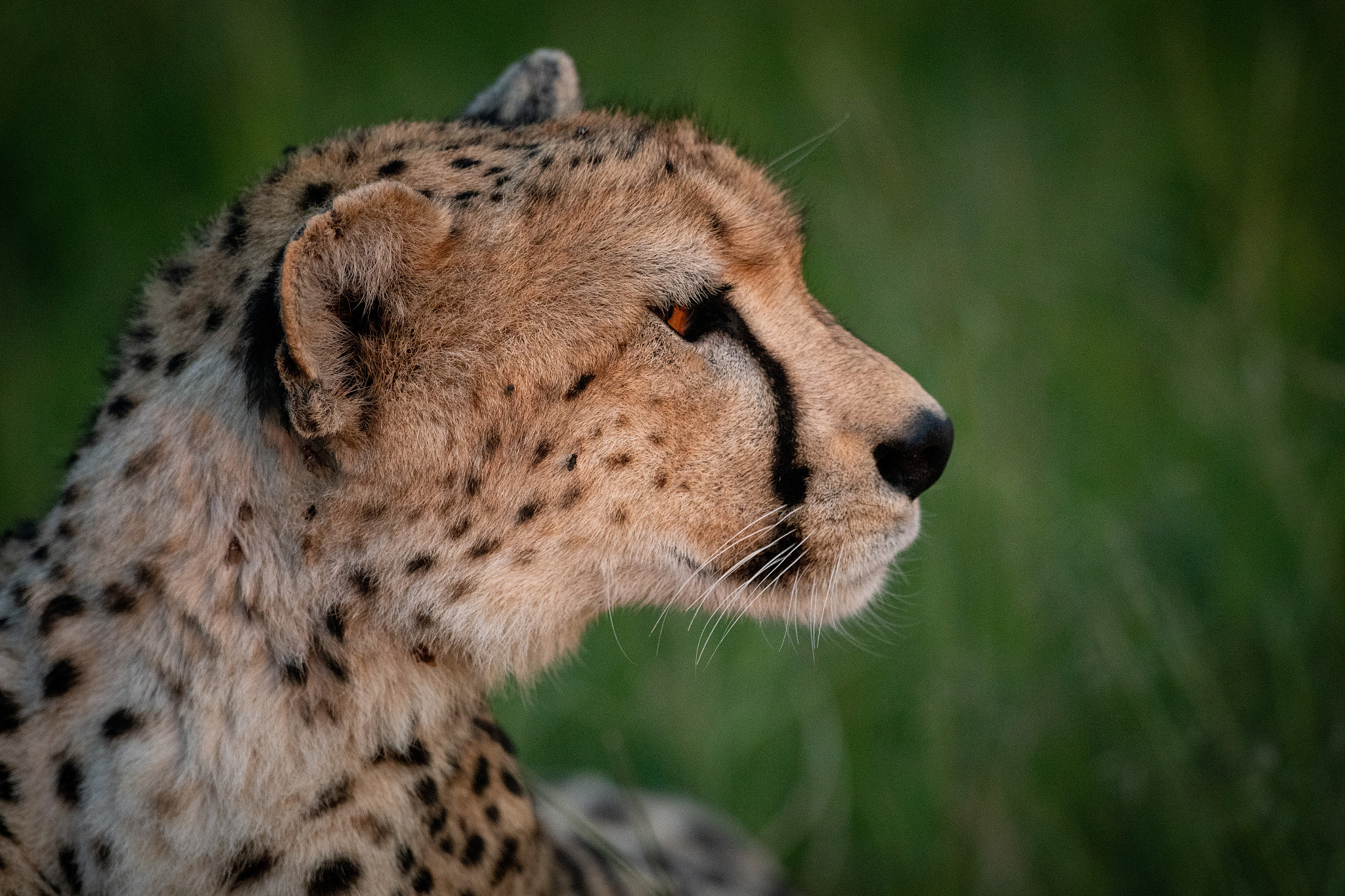 full length of cheetah on field