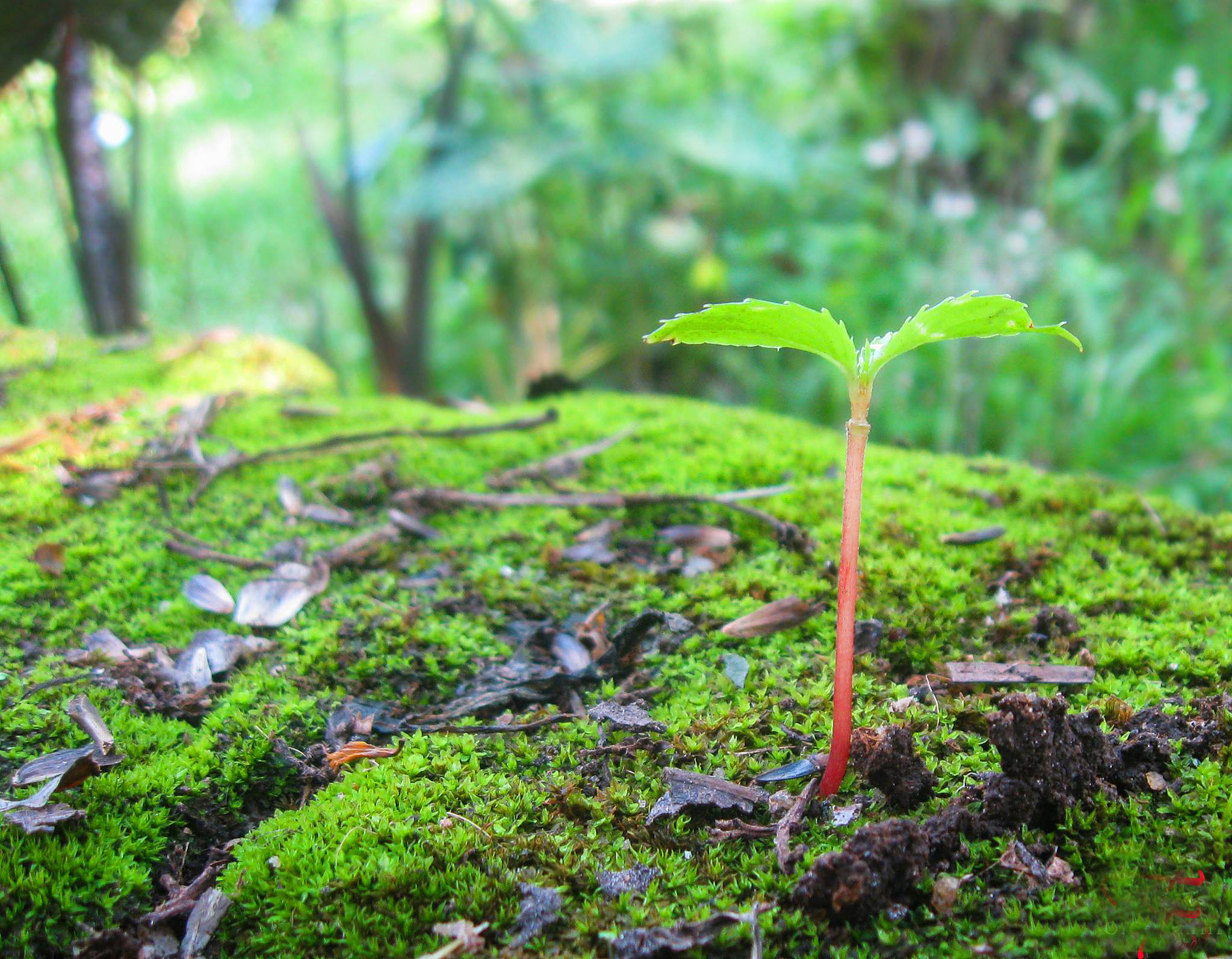 气候变暖对植物休眠和开花的影响