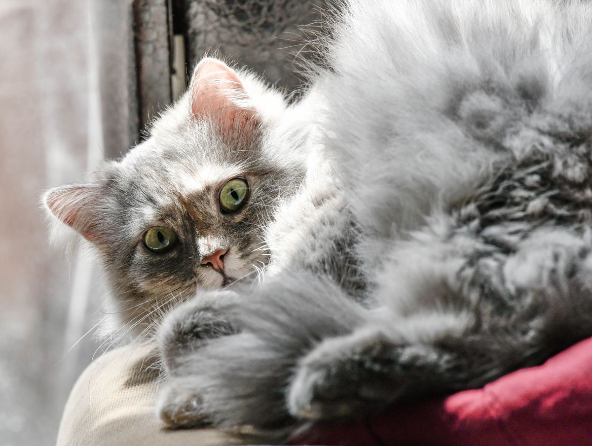 🙀 当猫猫出糗翻车，它们的小脑袋瓜在想什么？