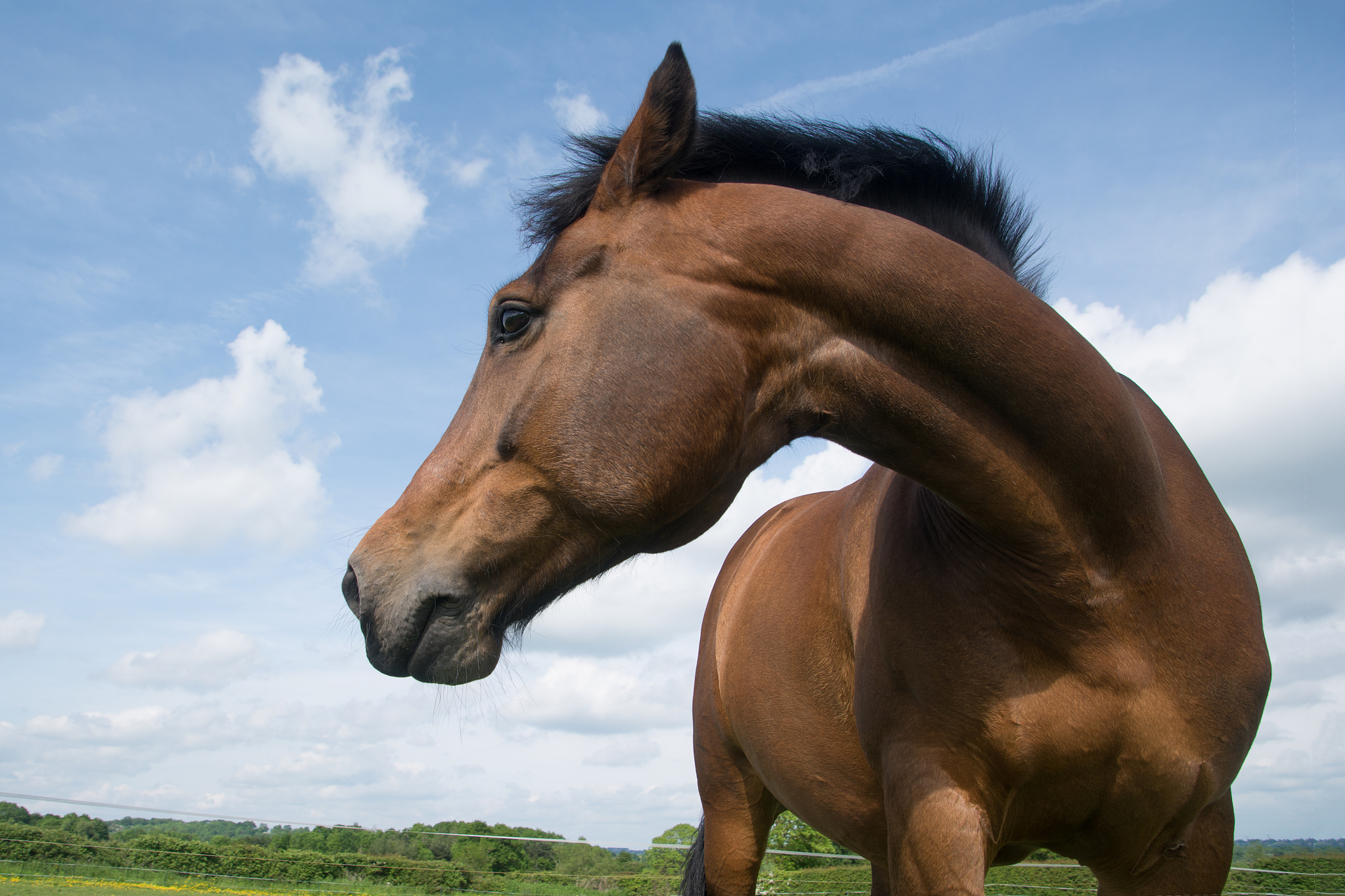 horse standing on field