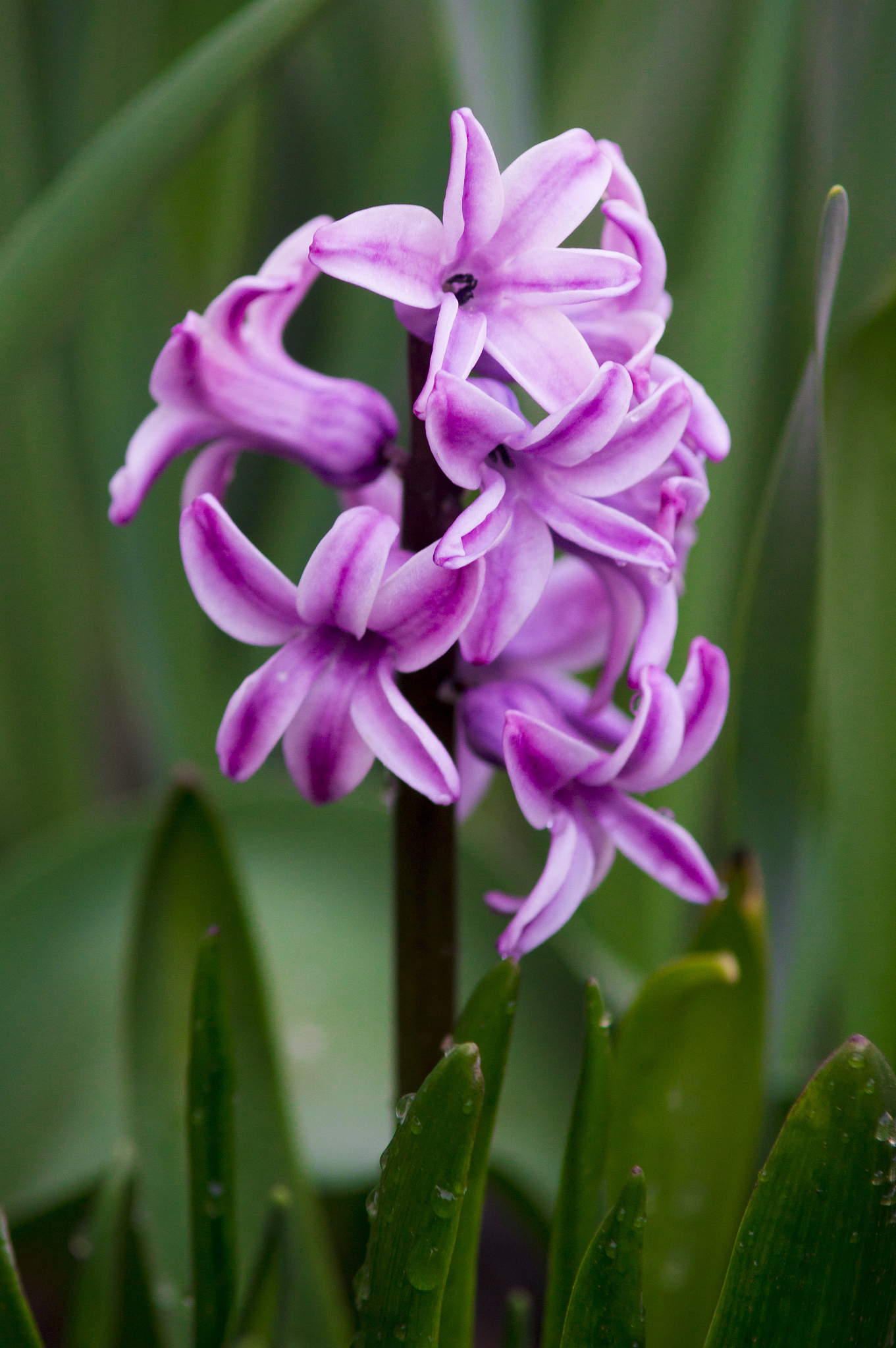 hyacinth spring flower