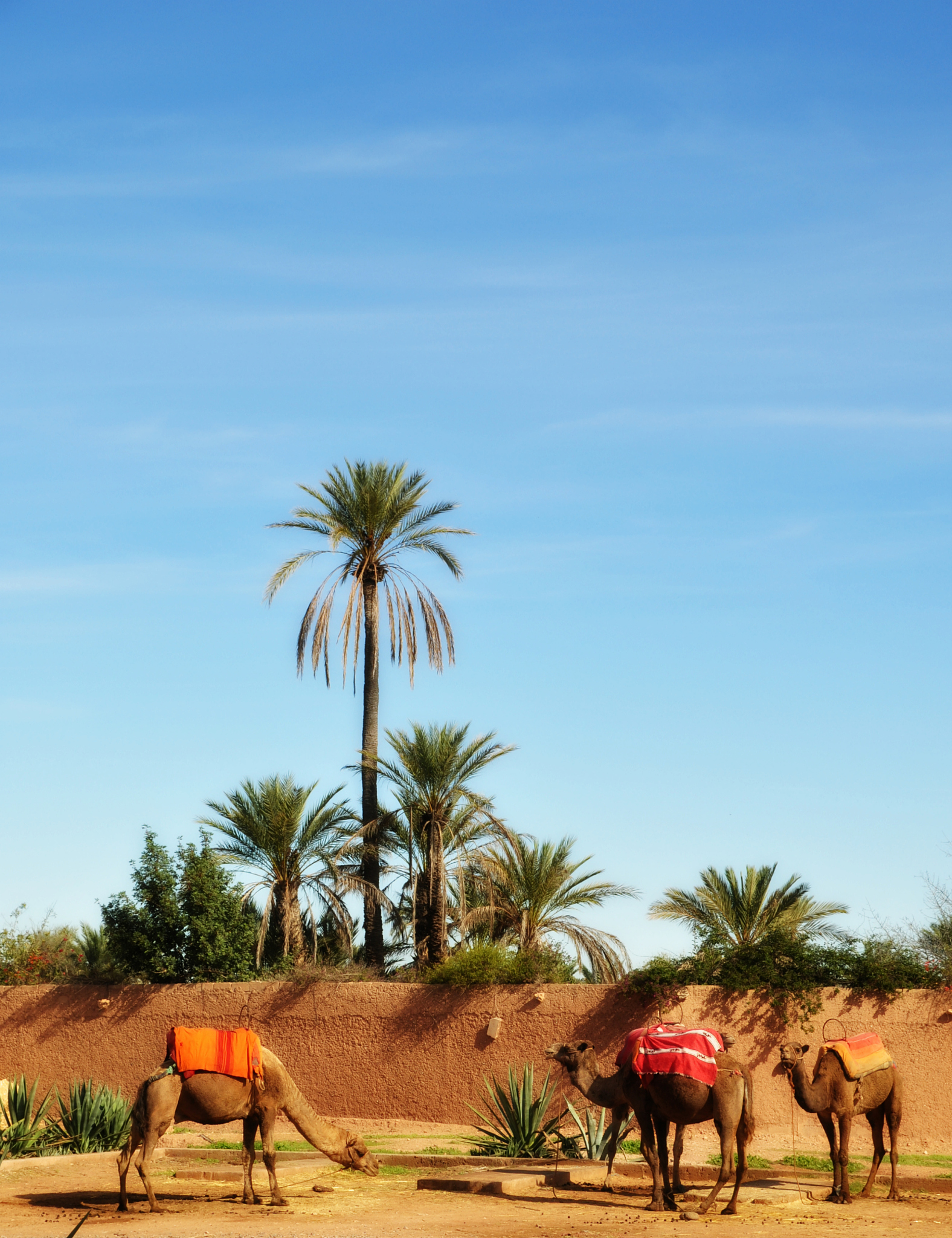 dromedary