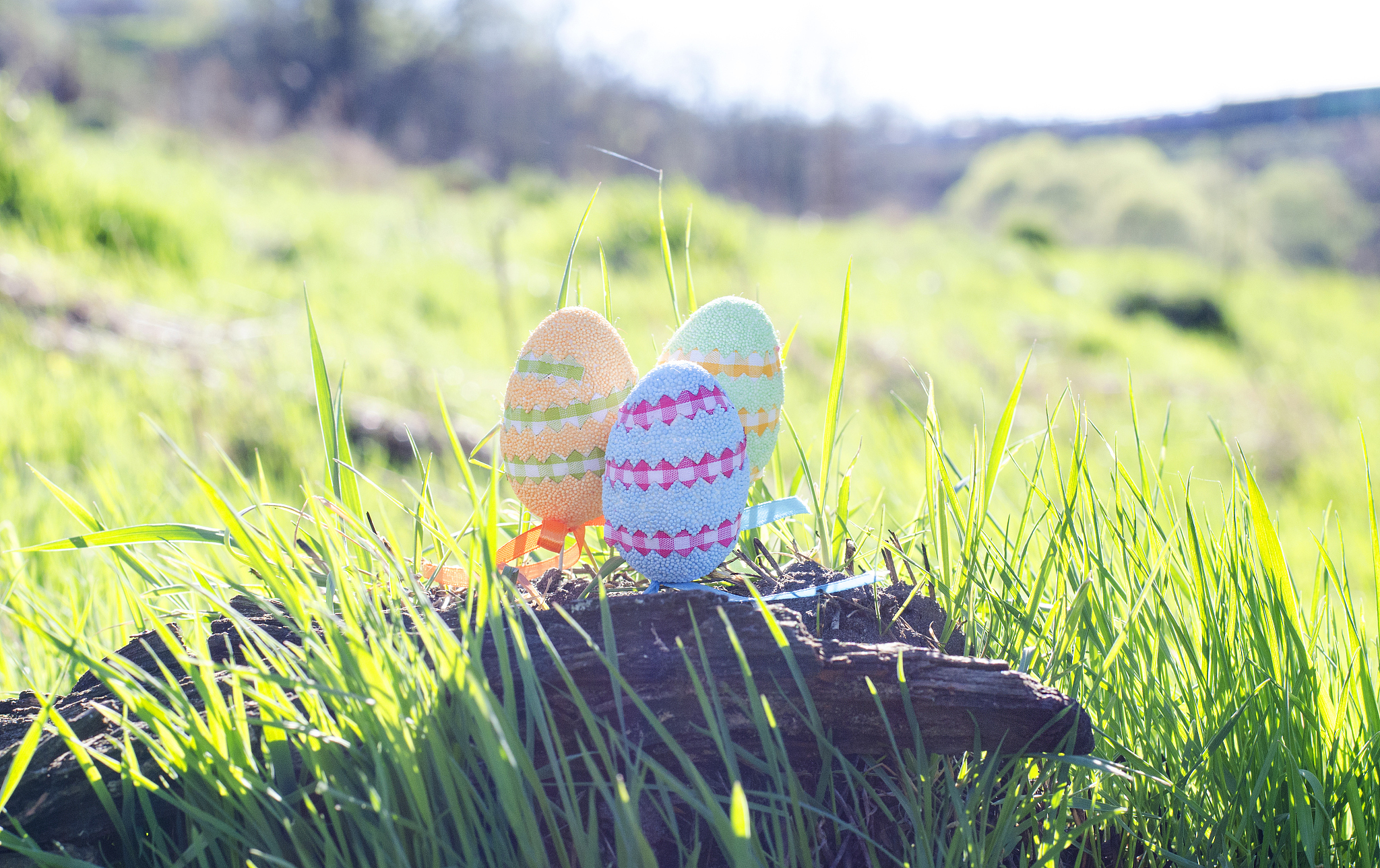 《无节c摄影部》樱花动漫