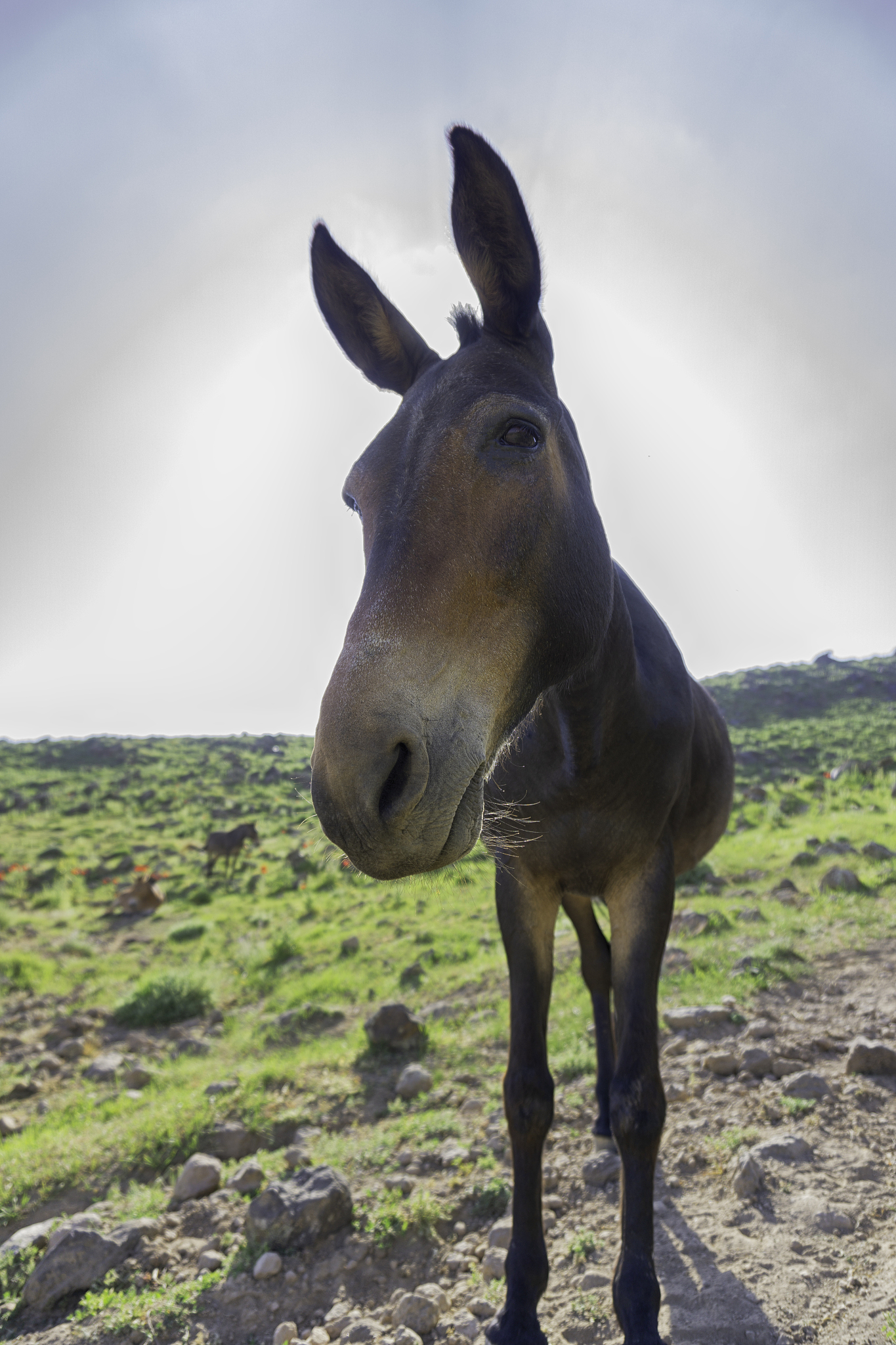 funny mule in the mountains