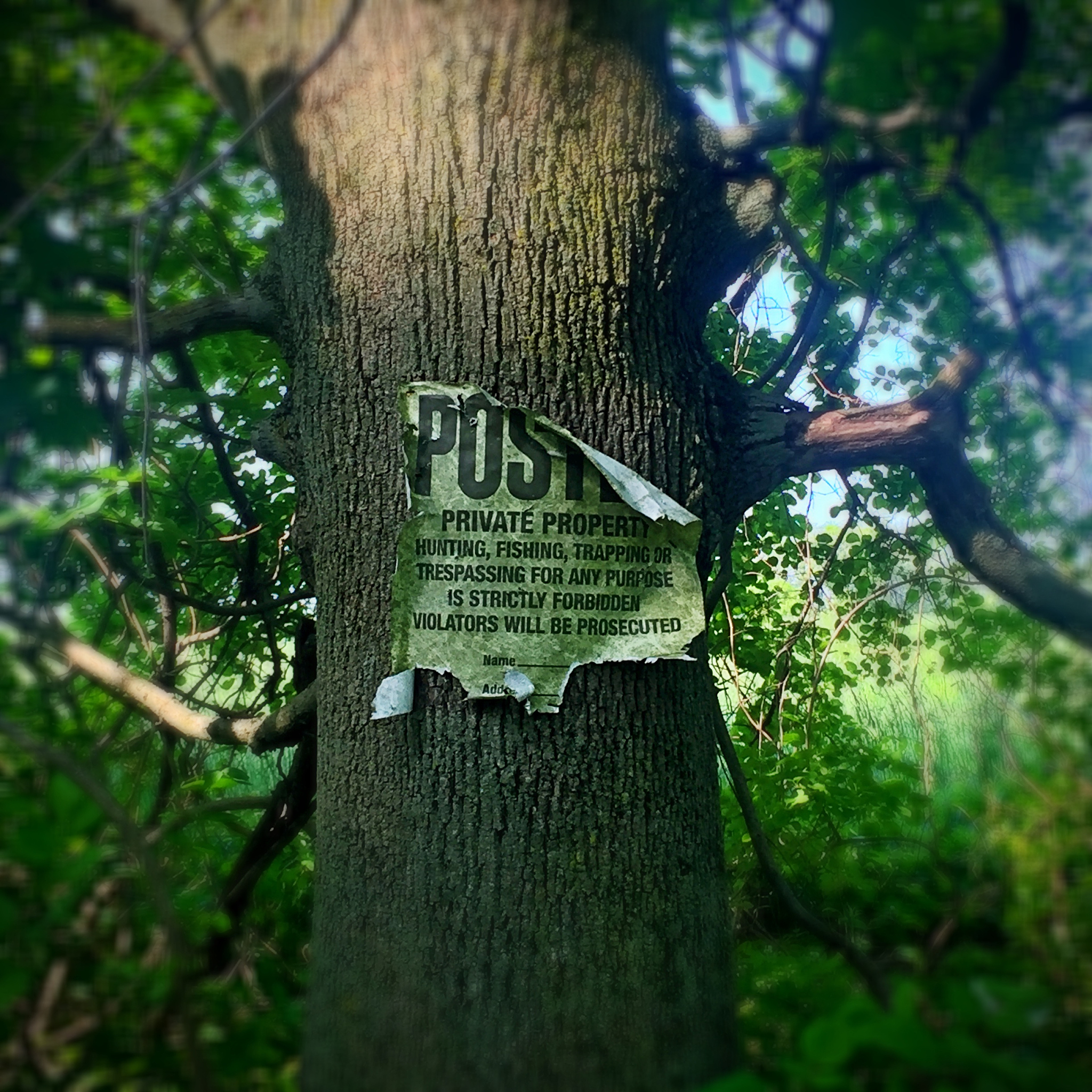 樹木保護令 - 中文翻譯