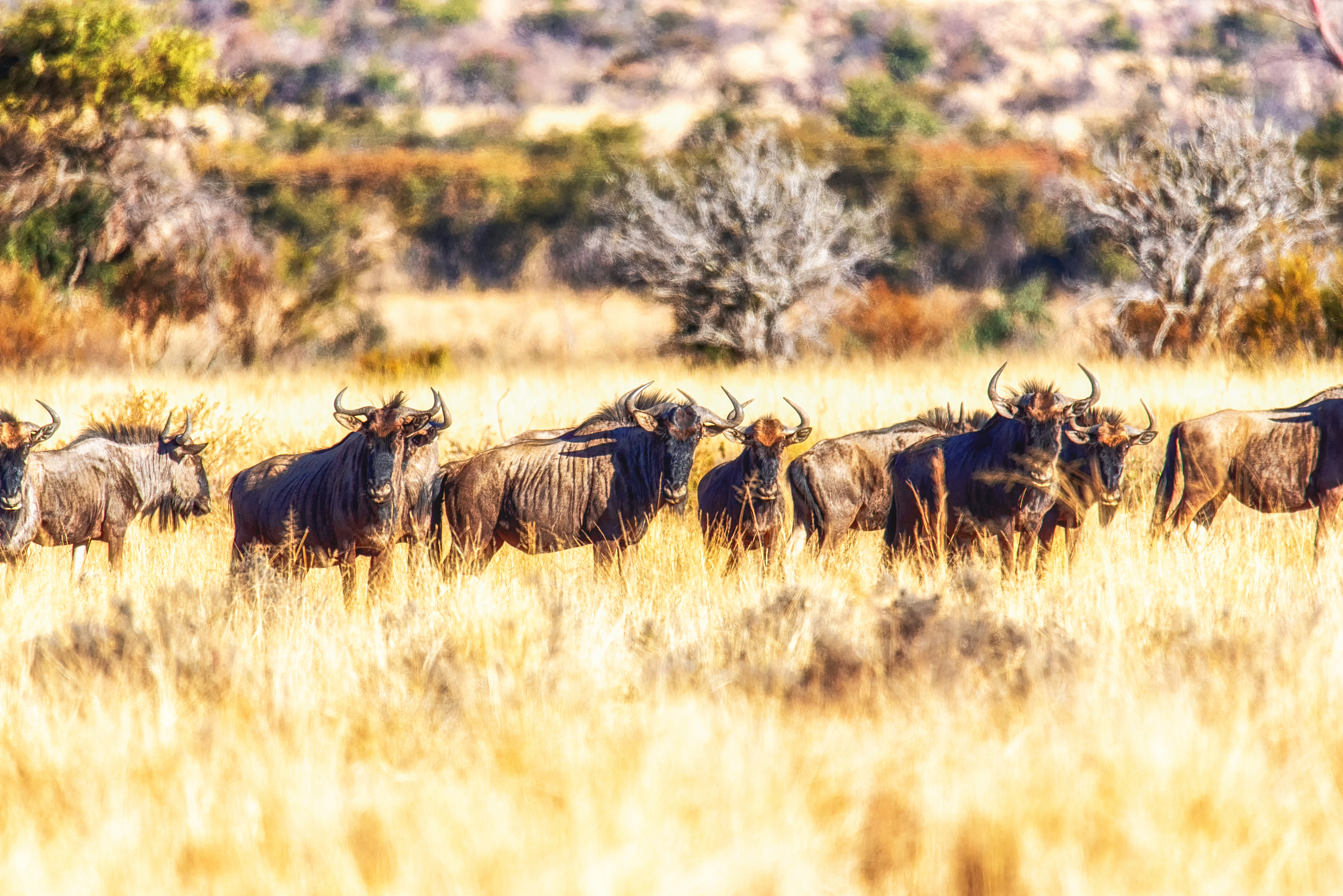 a large herd of wildebeest (gnu, connochaetes)