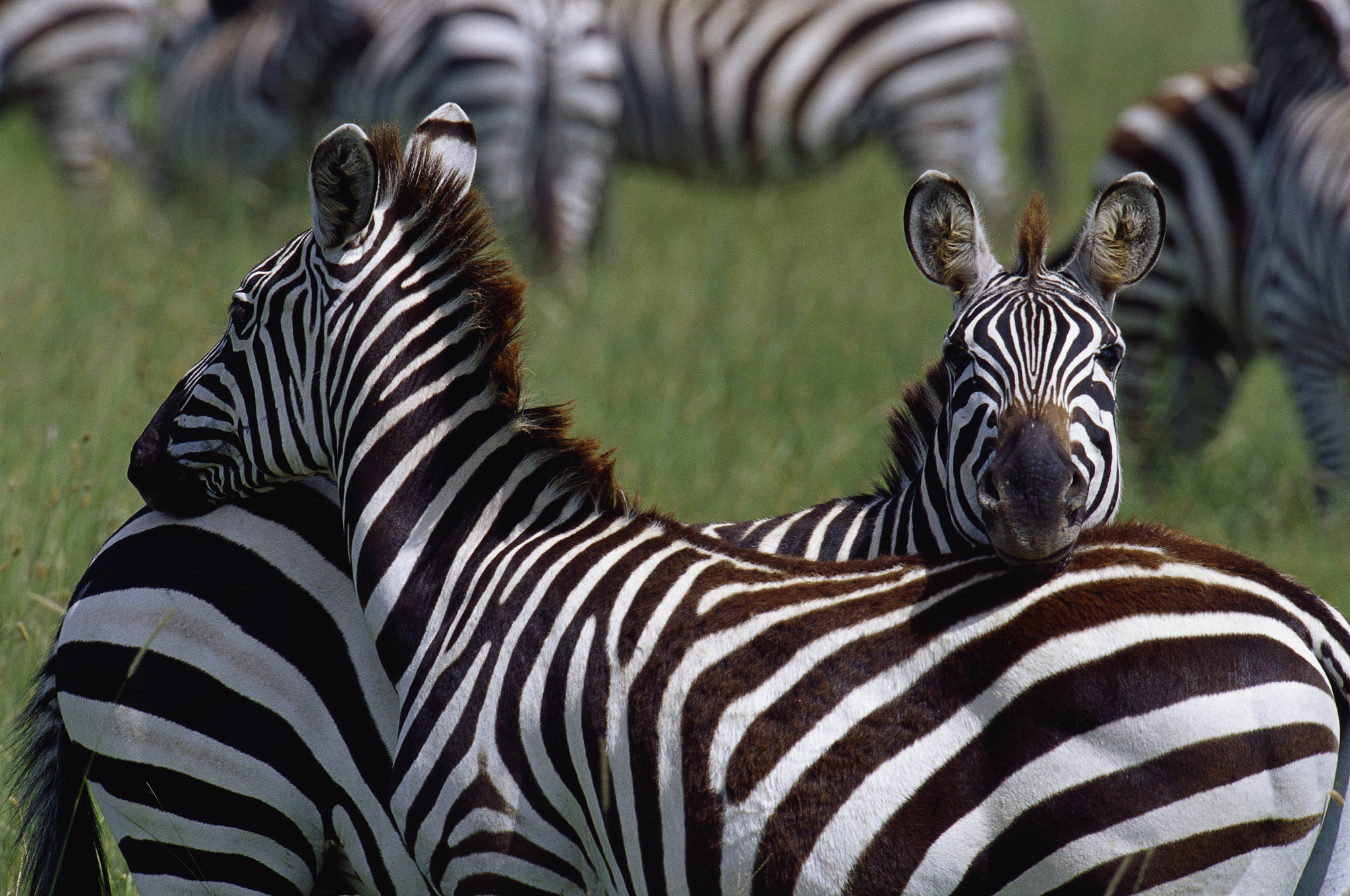 zebras nuzzling