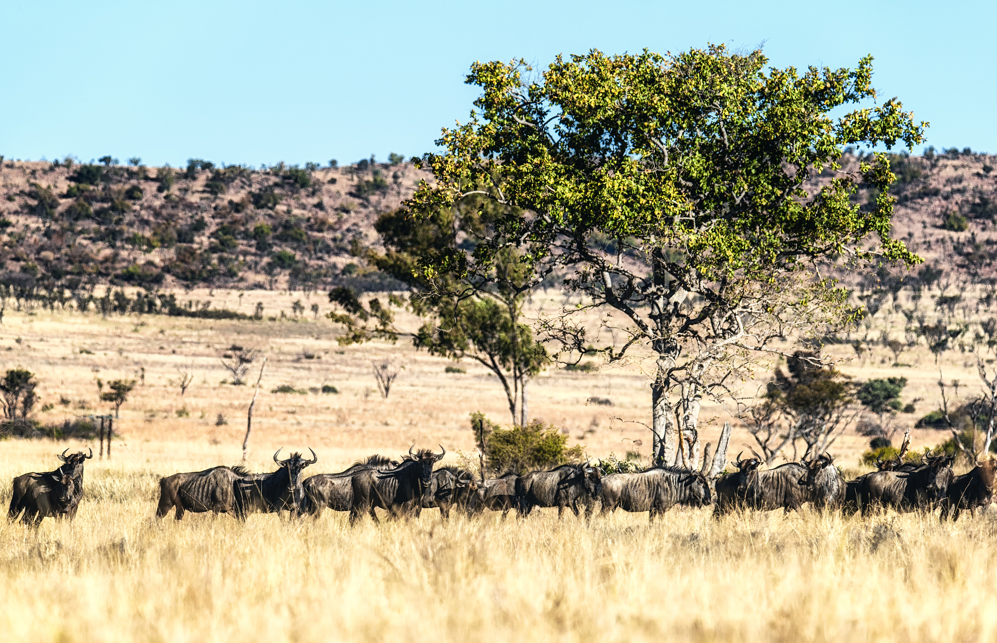 a large herd of wildebeest (gnu, connochaetes)