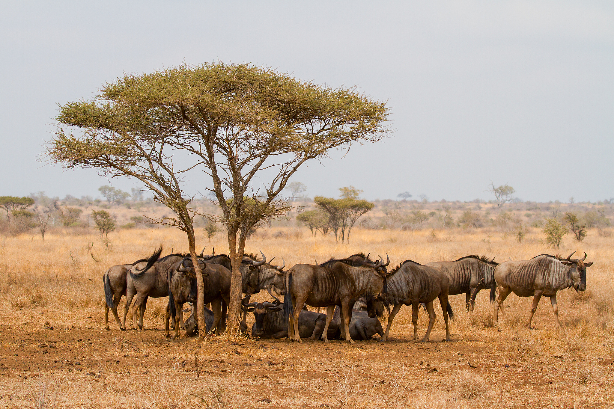 blue wildebeest herd (connochaetes taurinus), south africa
