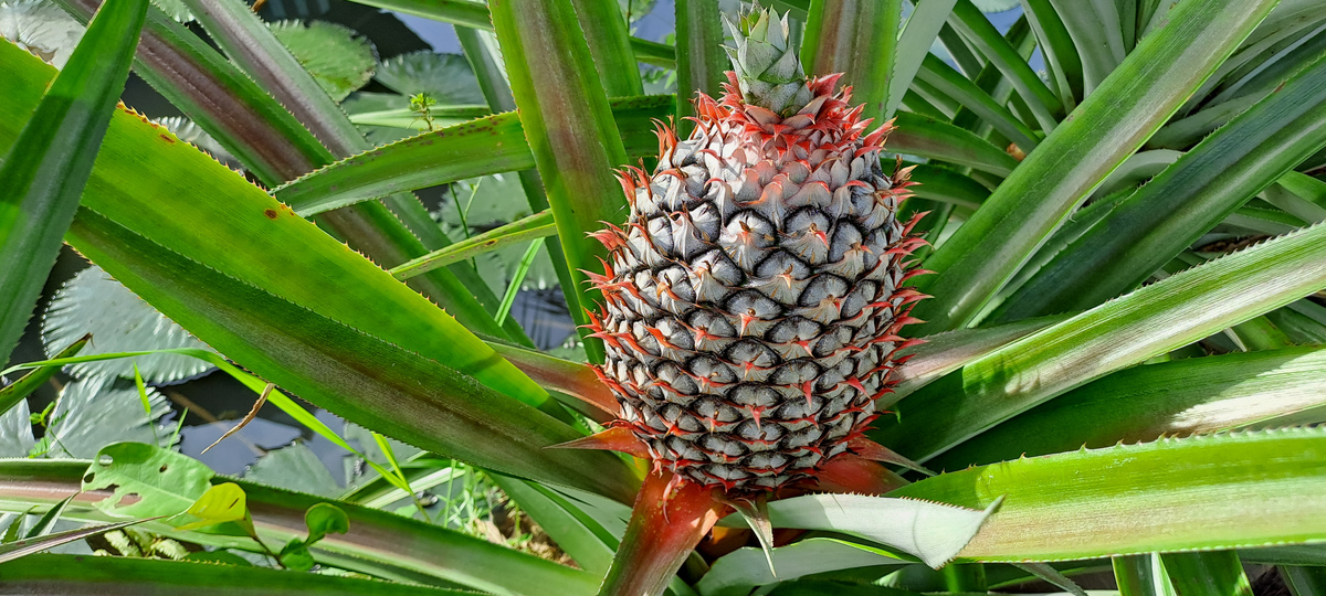 菠萝酸甜滋味里的养生宝藏