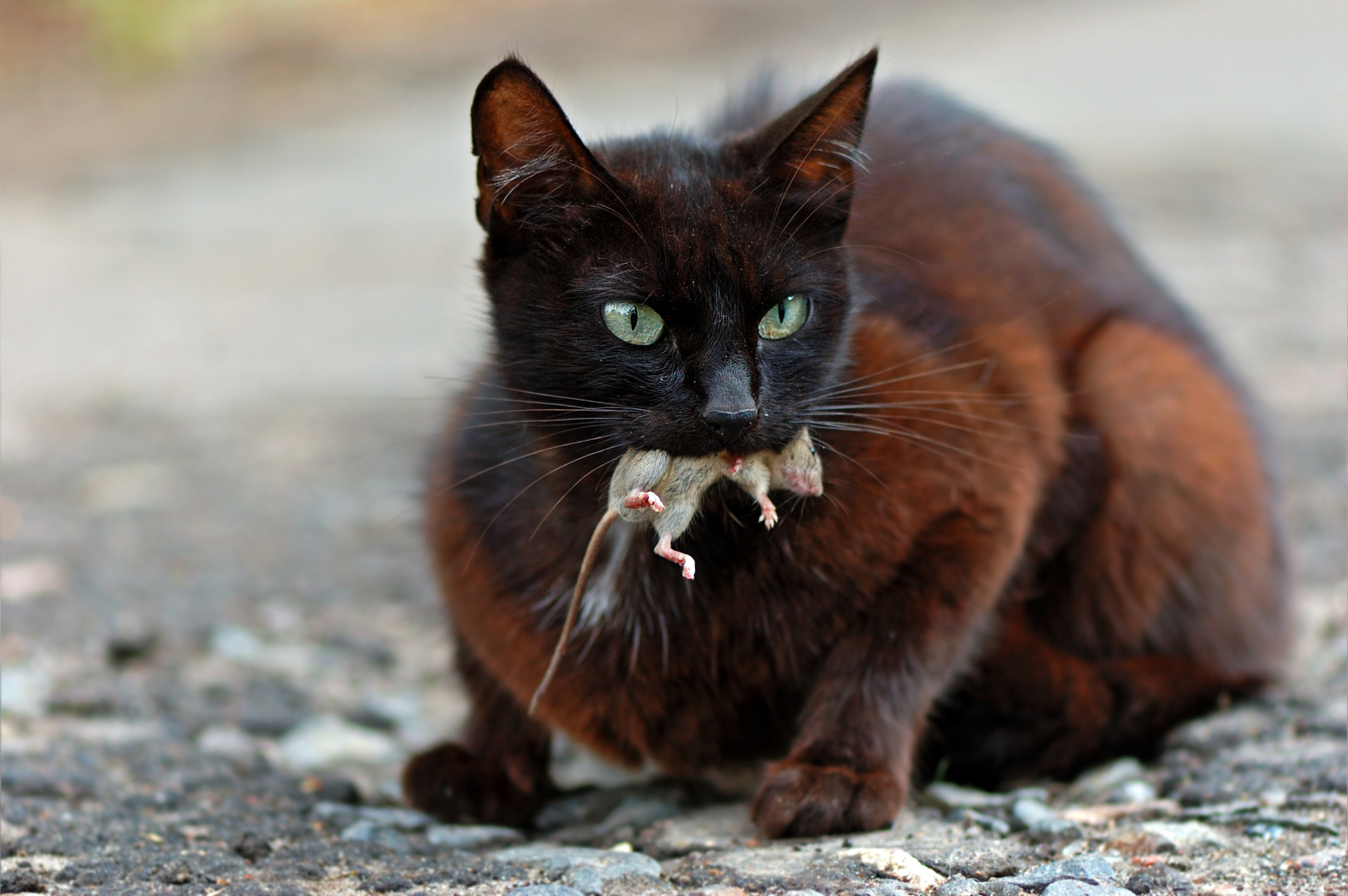 猫、老鼠和大象的爆笑故事：一场奇妙的友谊