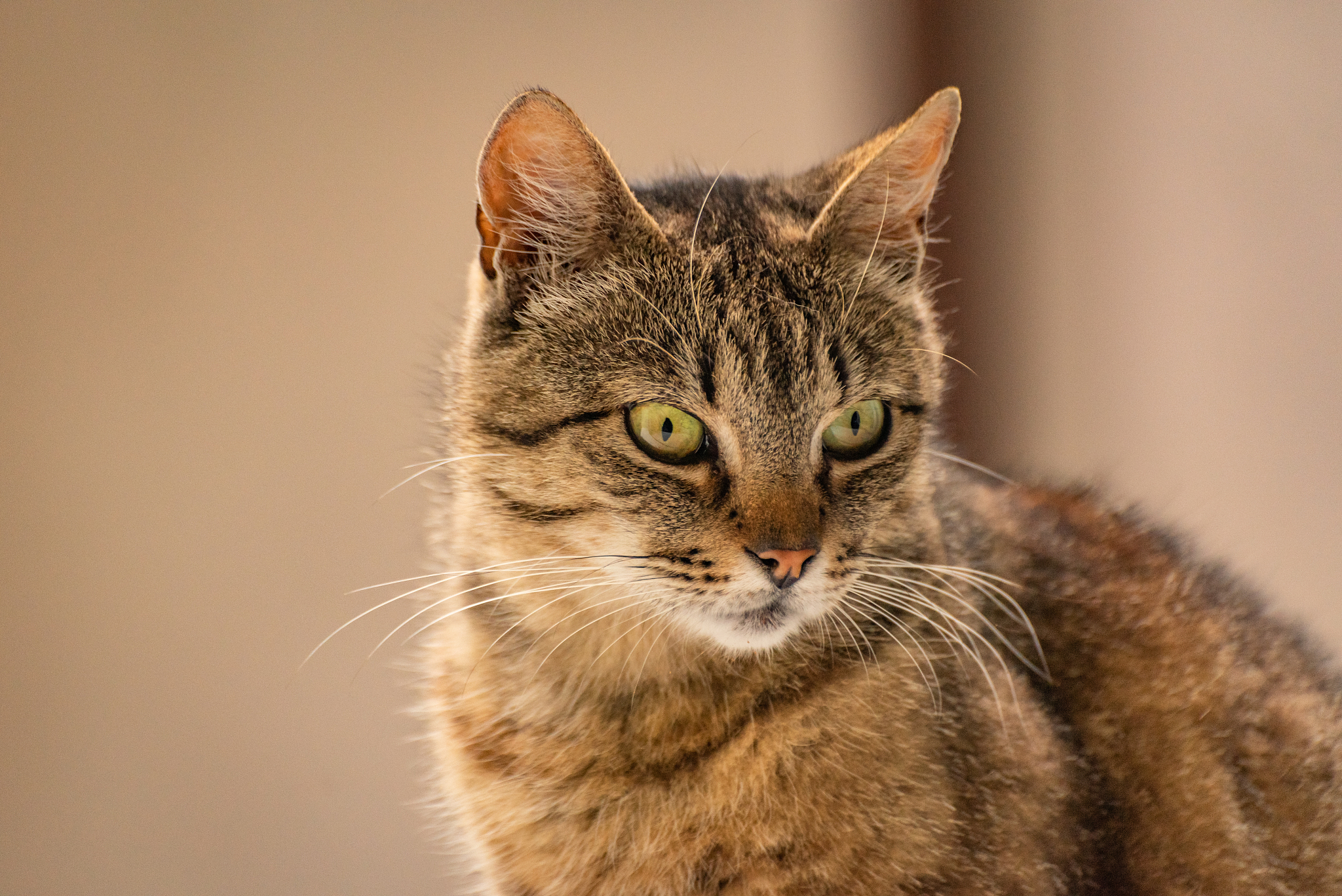 cat portrait