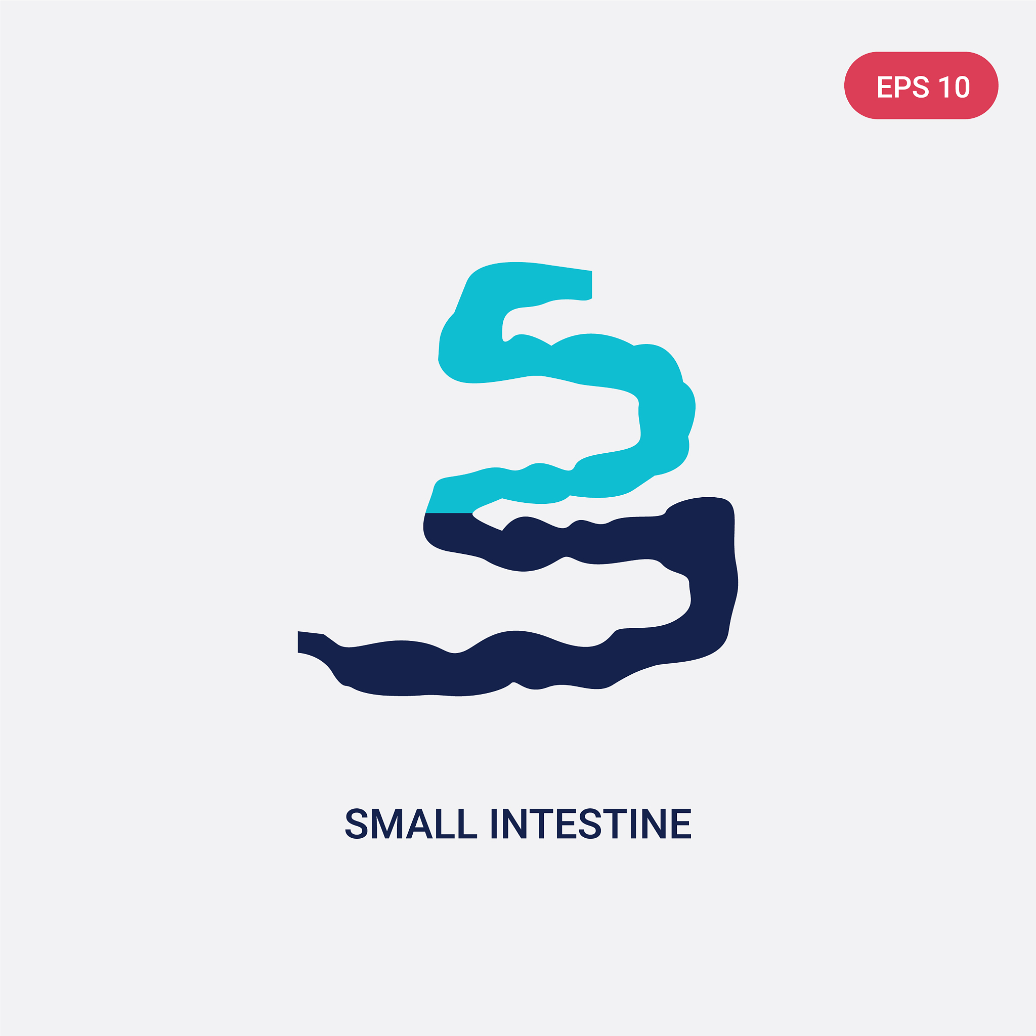 two color small intestine icon from human body