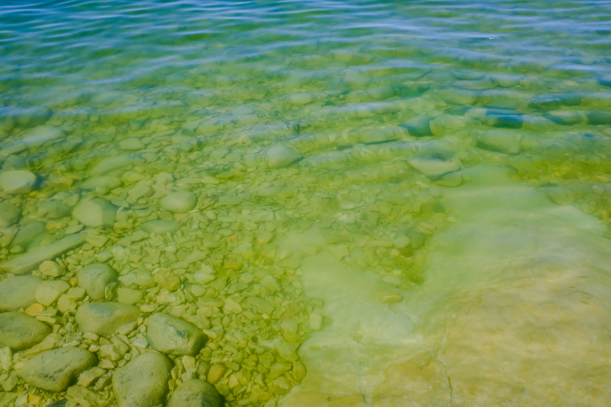 HARMFUL ALGAE: 有害藻类研究的国际期刊