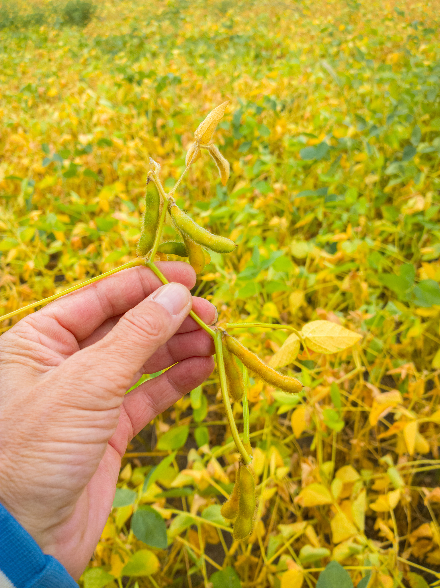 大豆研究渍害的目的
