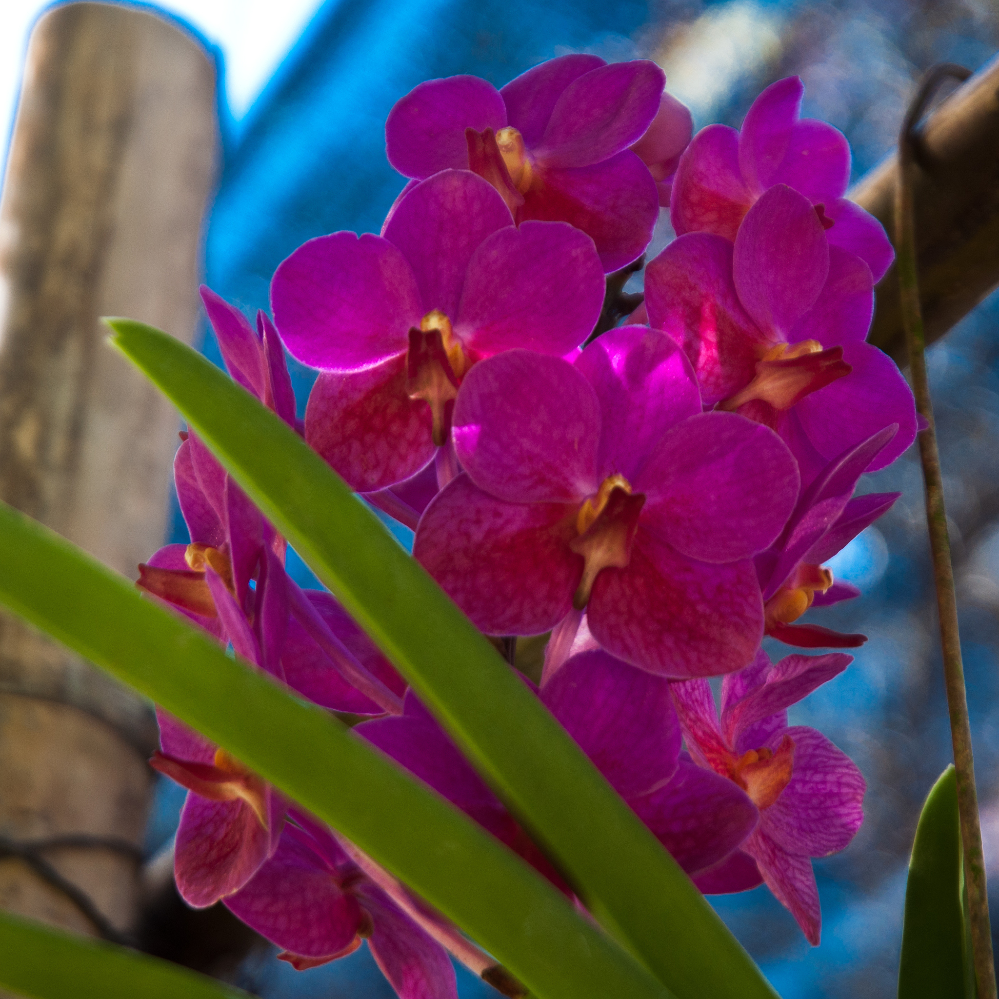 orchids