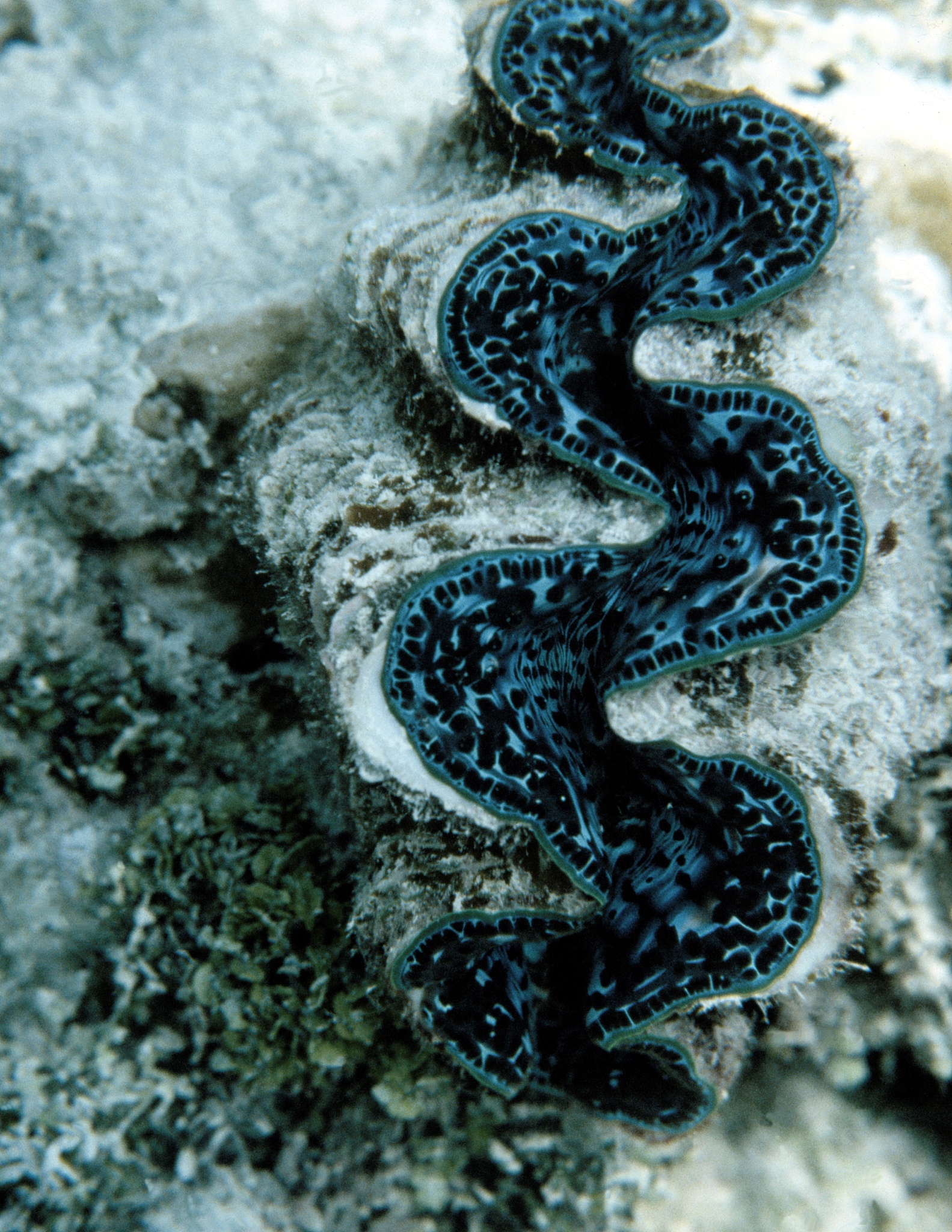 200字的短文描写的内容是荒凉的昆仑山里在5000米的高海拔遇到一处湖泊湖泊有神秘的传说