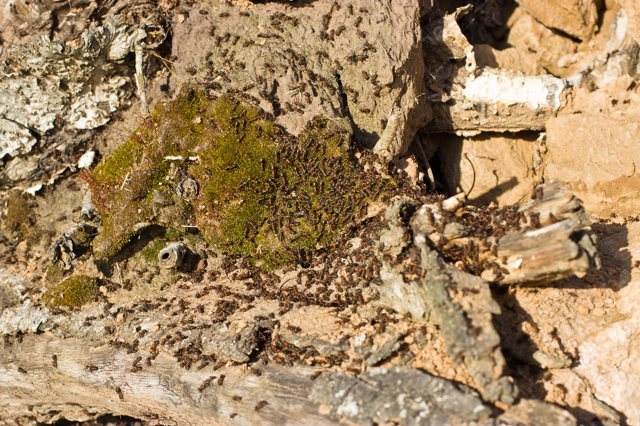 ants digging in an old tree on the river bank.