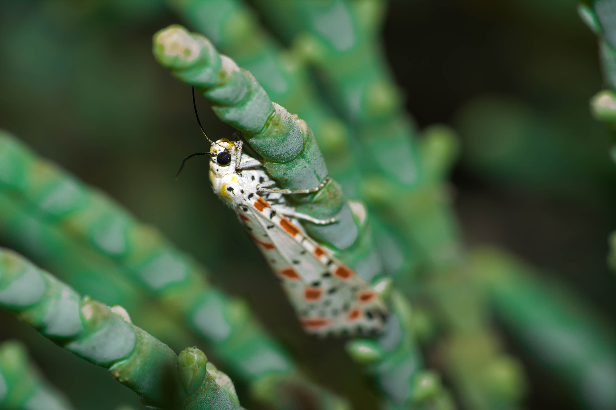 close-up of insect on plant