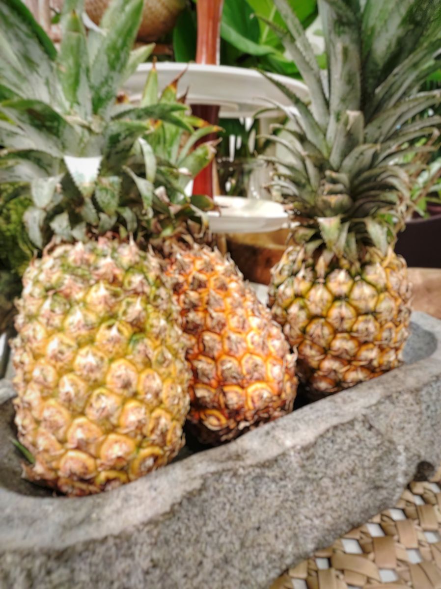 凤梨和菠萝的区别