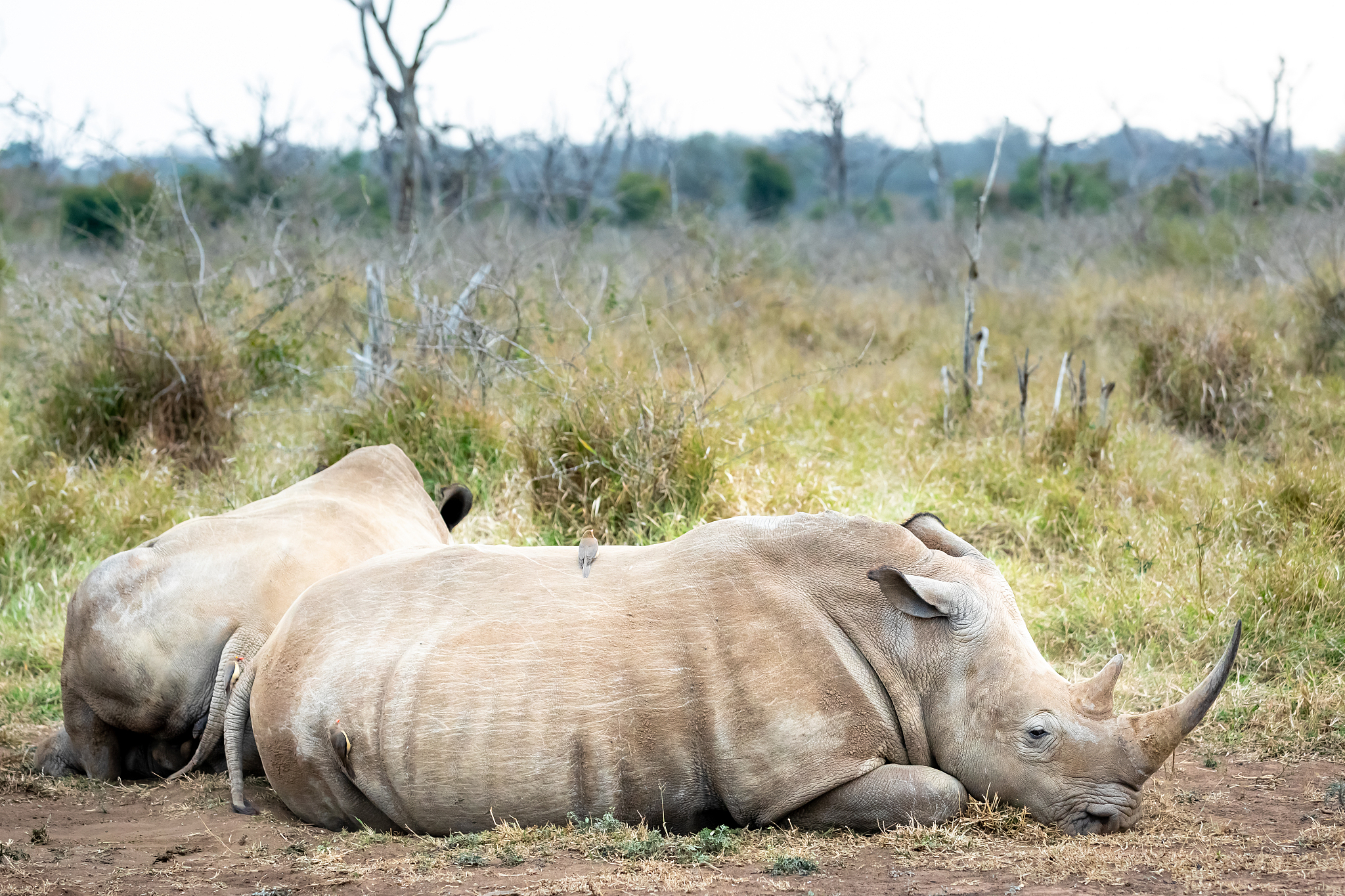 古代中国中原地区有犀牛吗