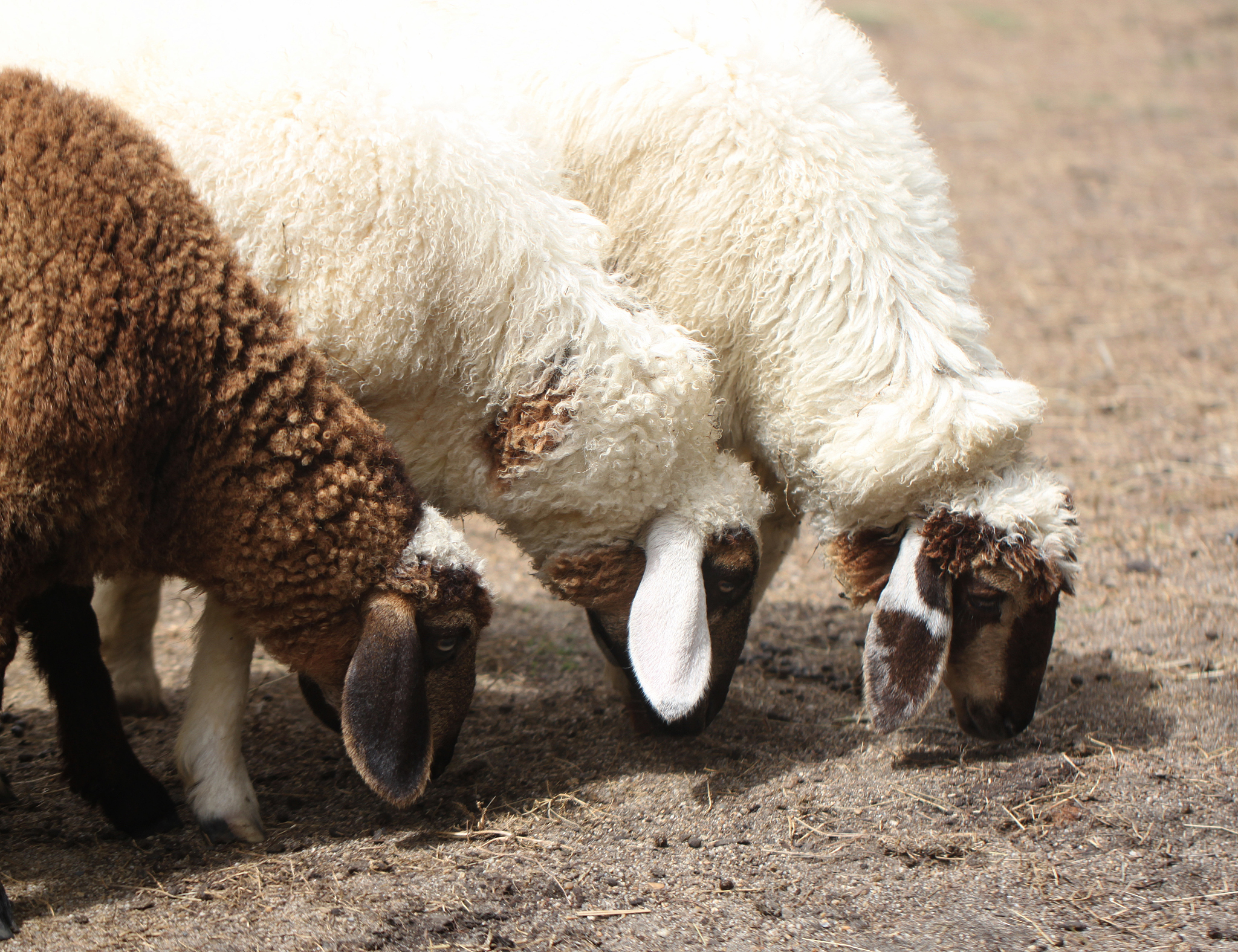 白色羊驼绒原料哪个地方盛产