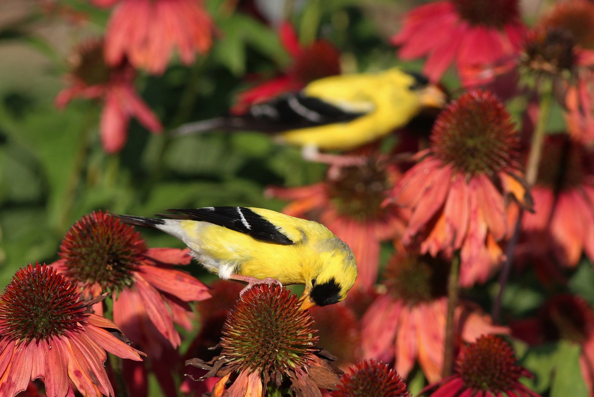What is the representative animal of the USA and what is the national flower of the USA