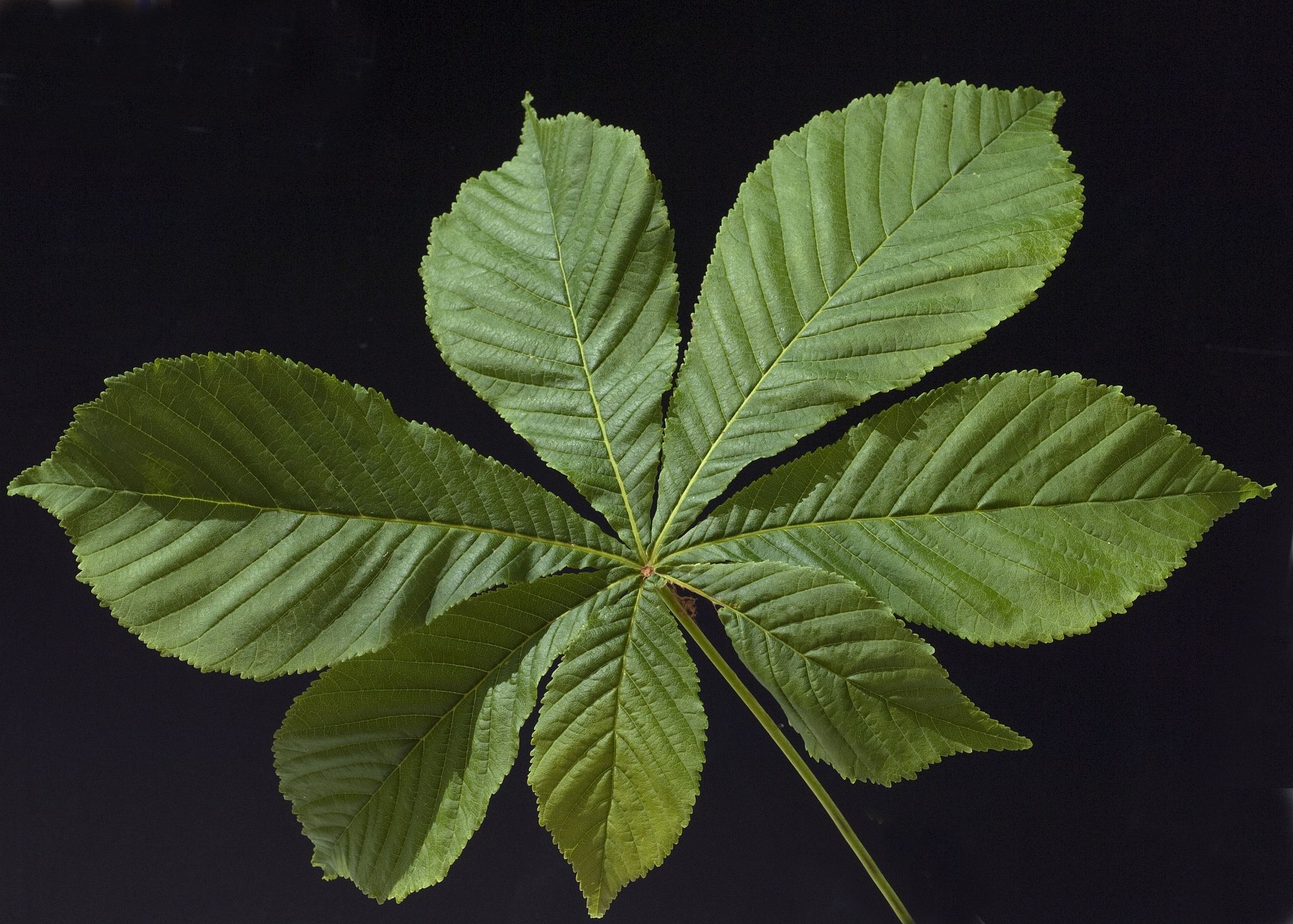 chestnut, leaf, leafs, springtime